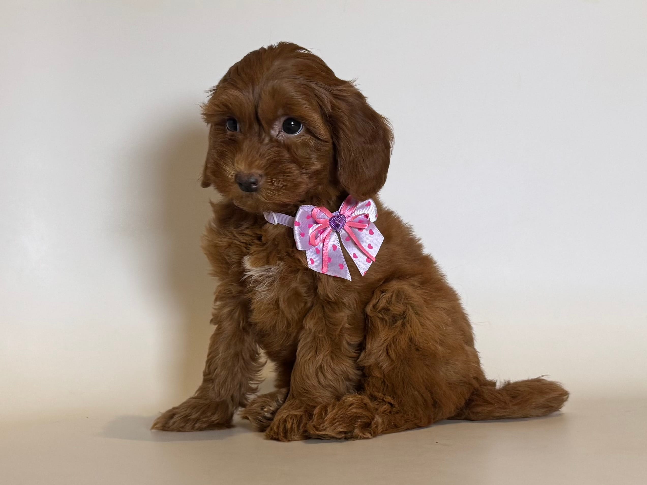 PETITE Doodle 💕🐶 – Goldendoodle, Miniature Goldendoodle puppy for sale in Garden Grove, CA