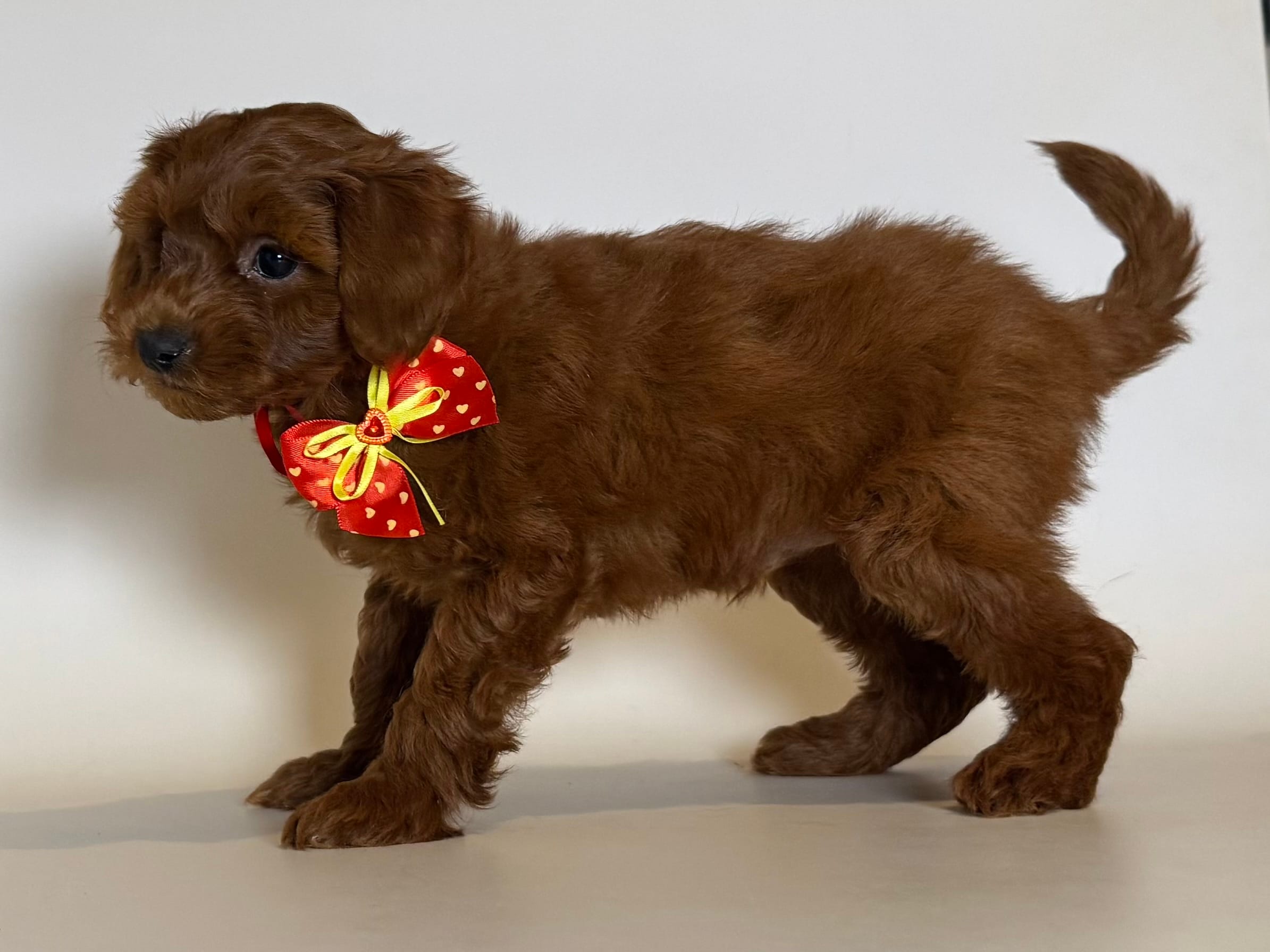 XS Mini Goldendoodle  – Goldendoodle, Miniature Goldendoodle puppy for sale in Garden Grove, CA