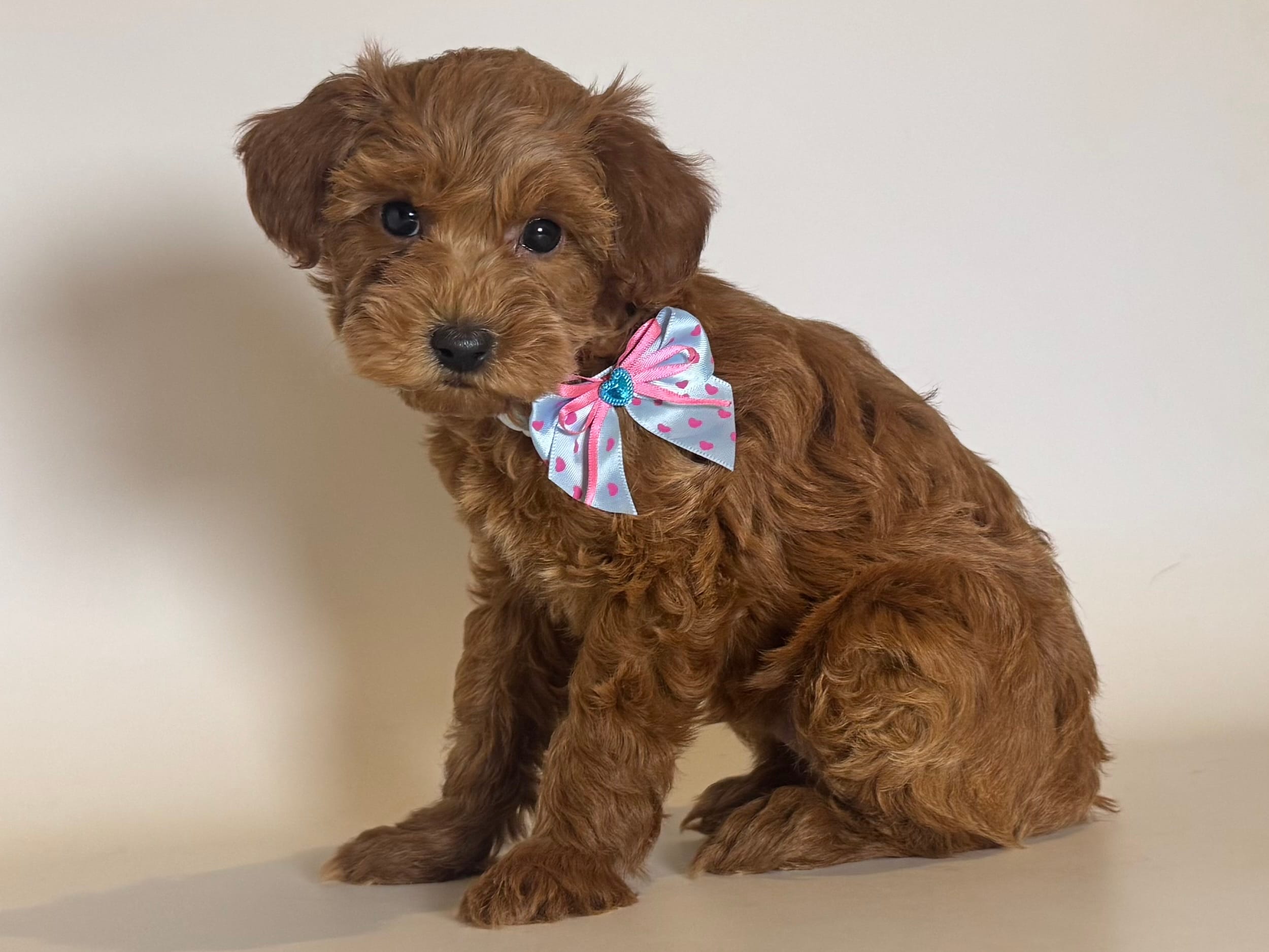 PETITE Golden Doodle  – Poodle - Toy , Miniature Goldendoodle puppy for sale in Garden Grove, CA