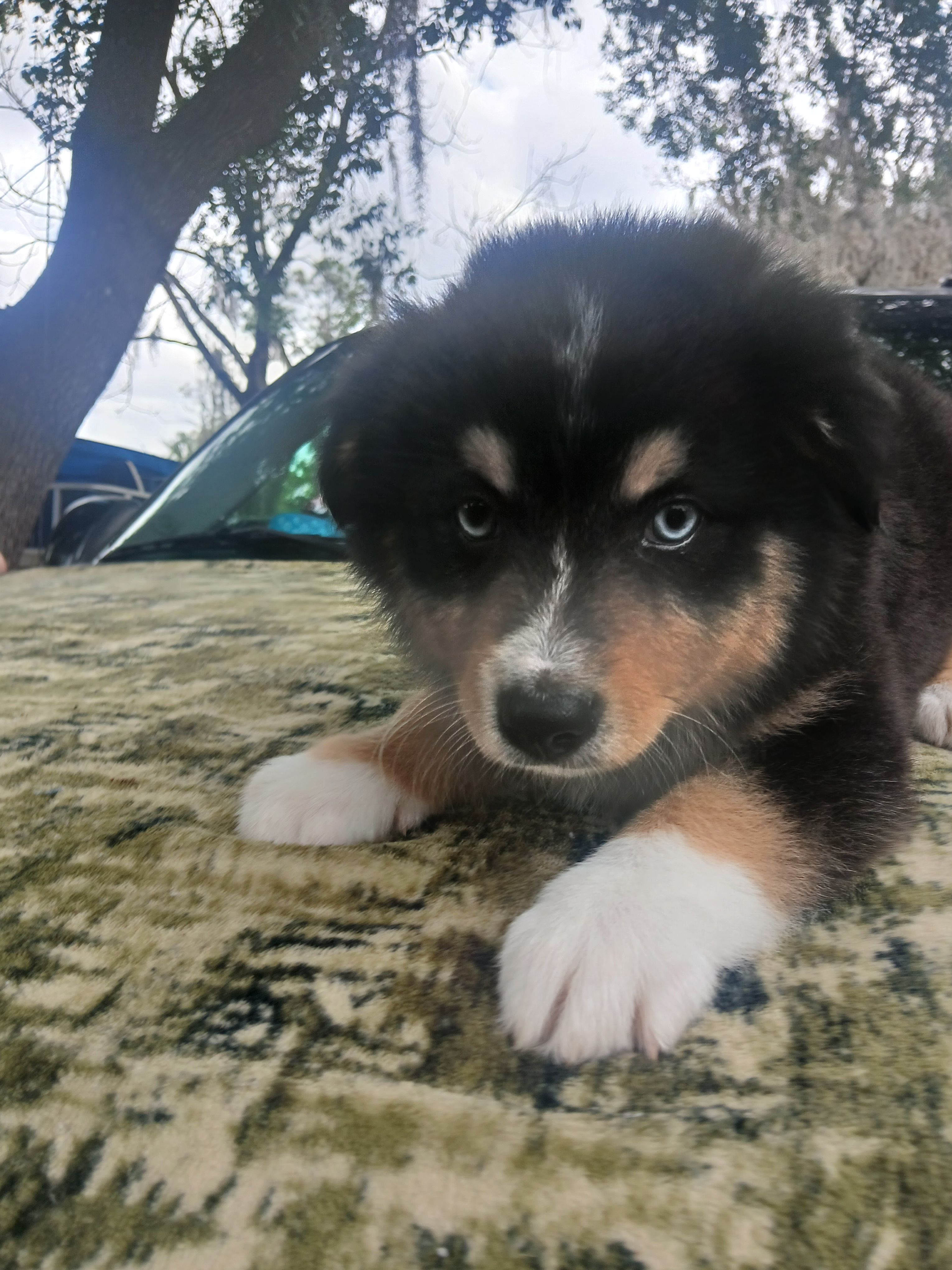 Nina – Australian Shepherd puppy for sale in Lithia, FL