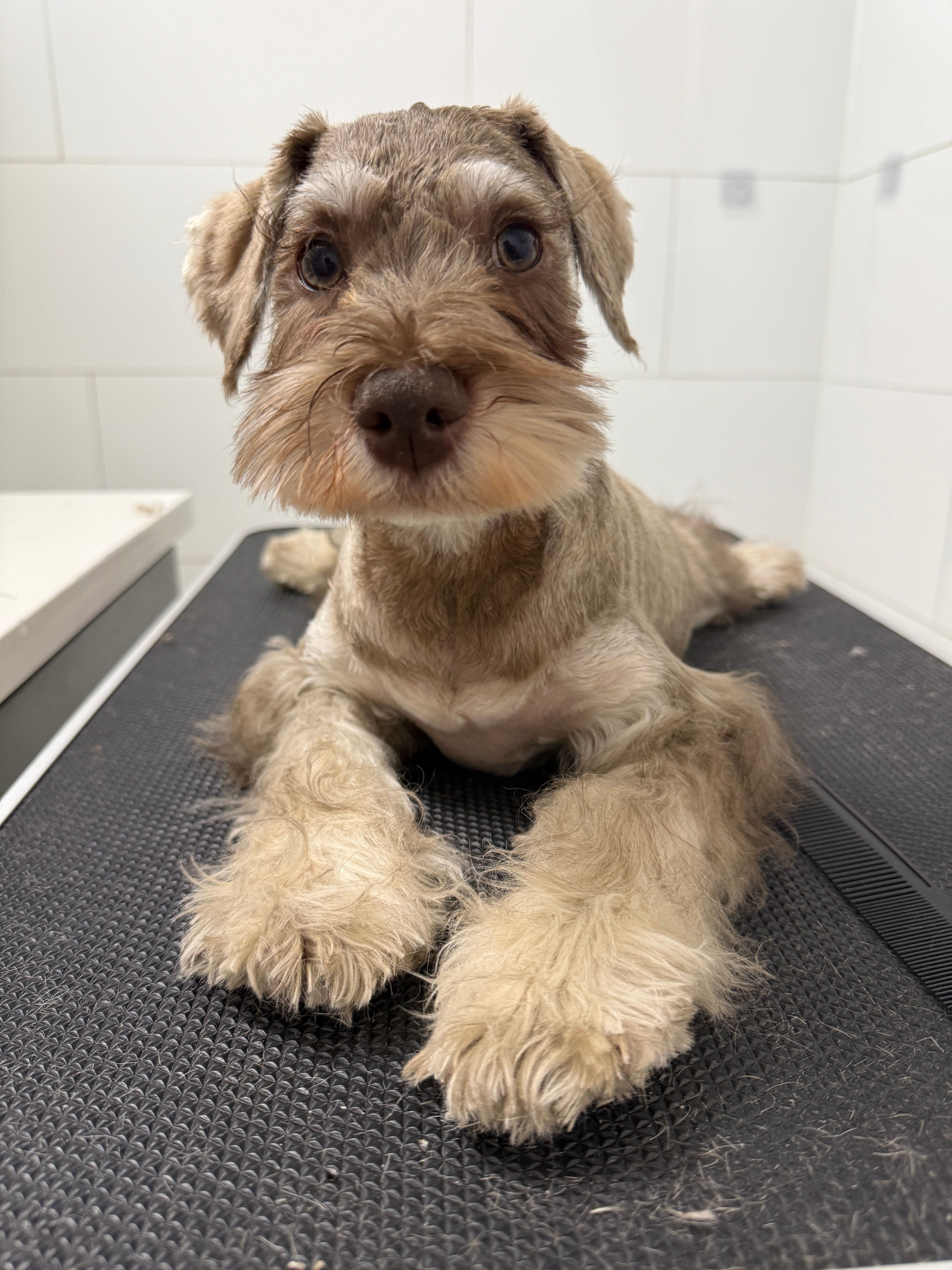 puppy7 – Miniature Schnauzer puppy for sale in Brooklyn, NY