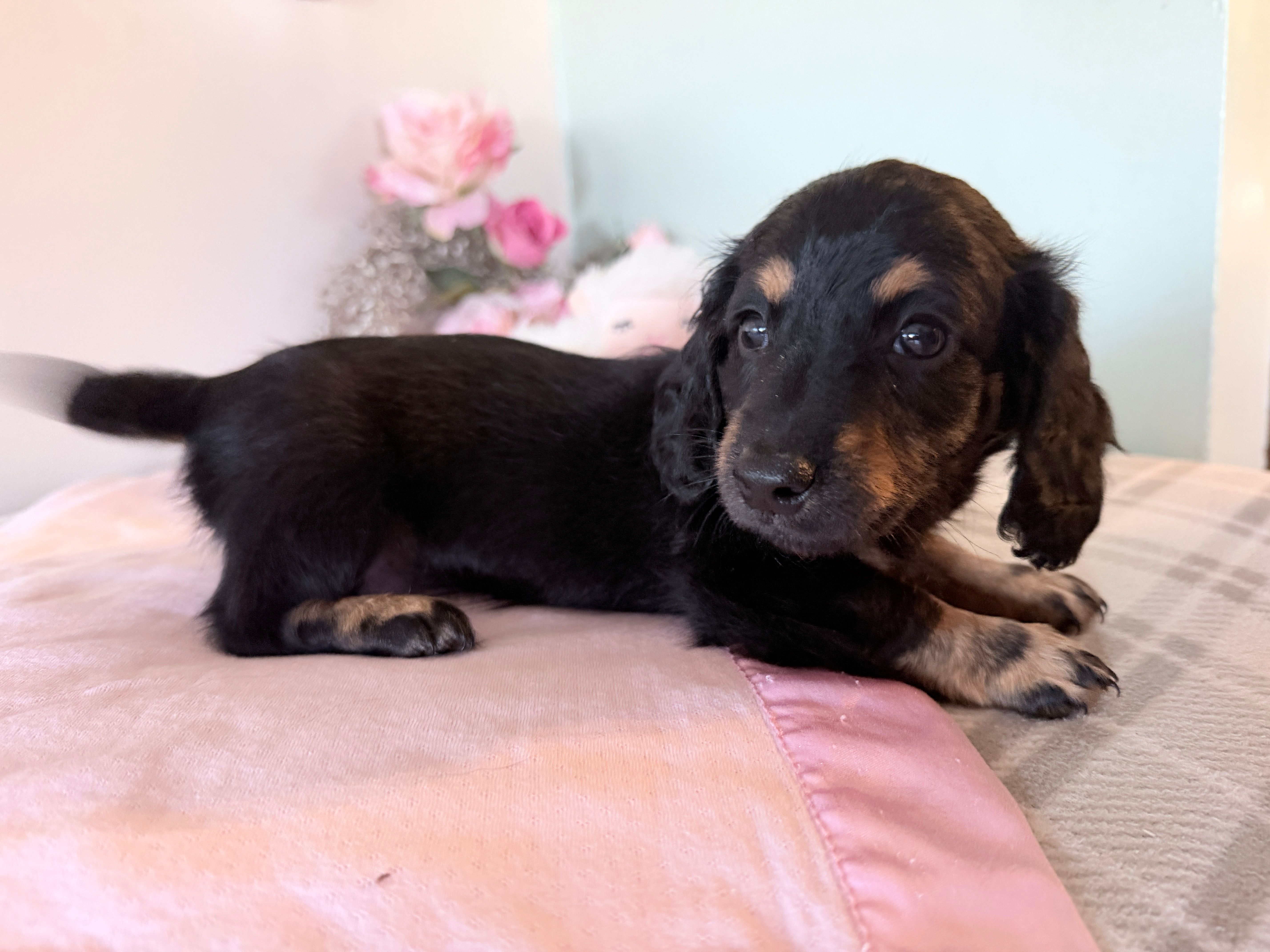 Buttons – Miniature Dachshund puppy for sale in Fenwick, MI