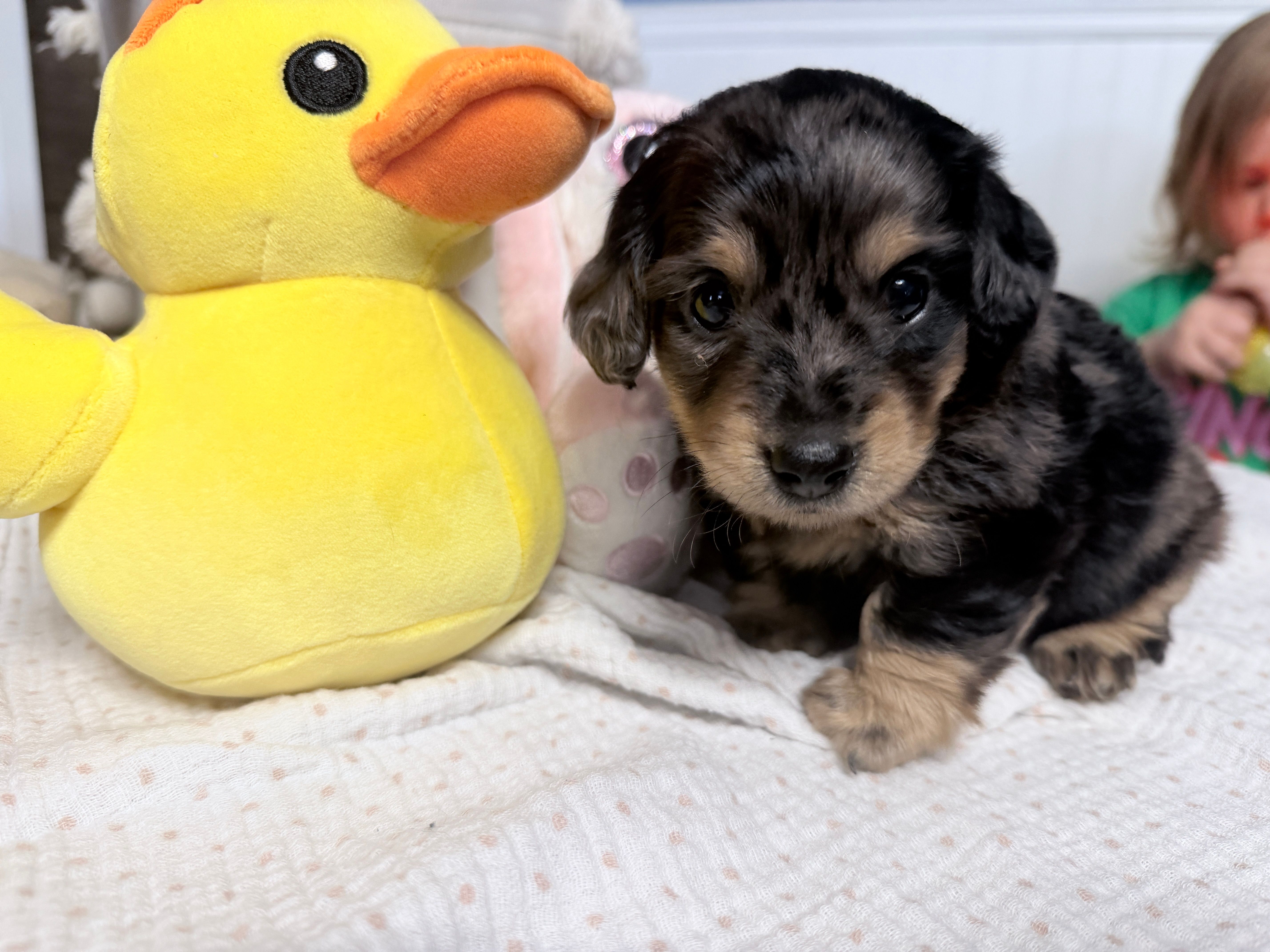 Mercy – Miniature Dachshund puppy for sale in Fenwick, MI