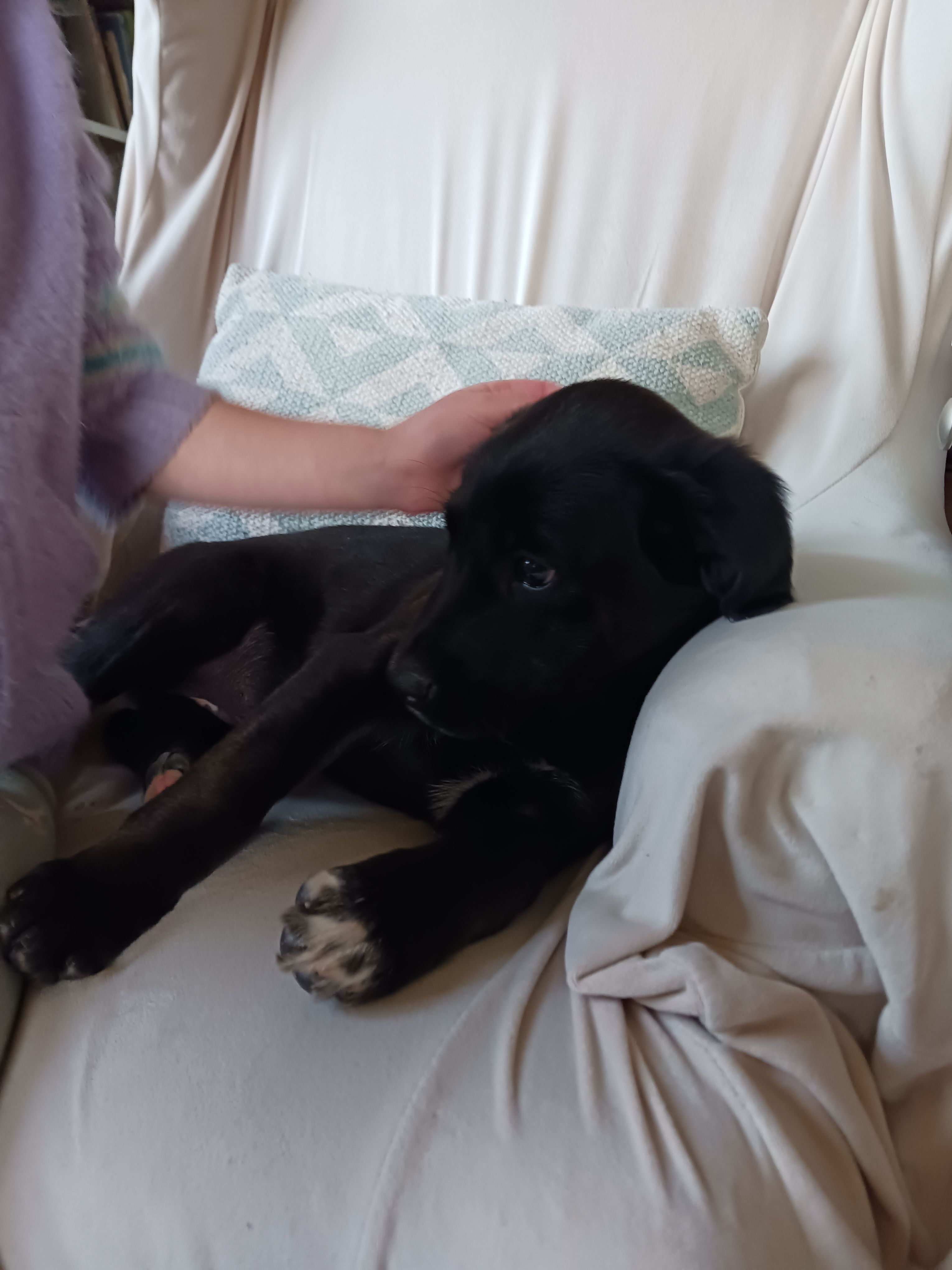 Grace – Golden Retriever, Newfypoo puppy for sale in Sheboygan Falls, WI