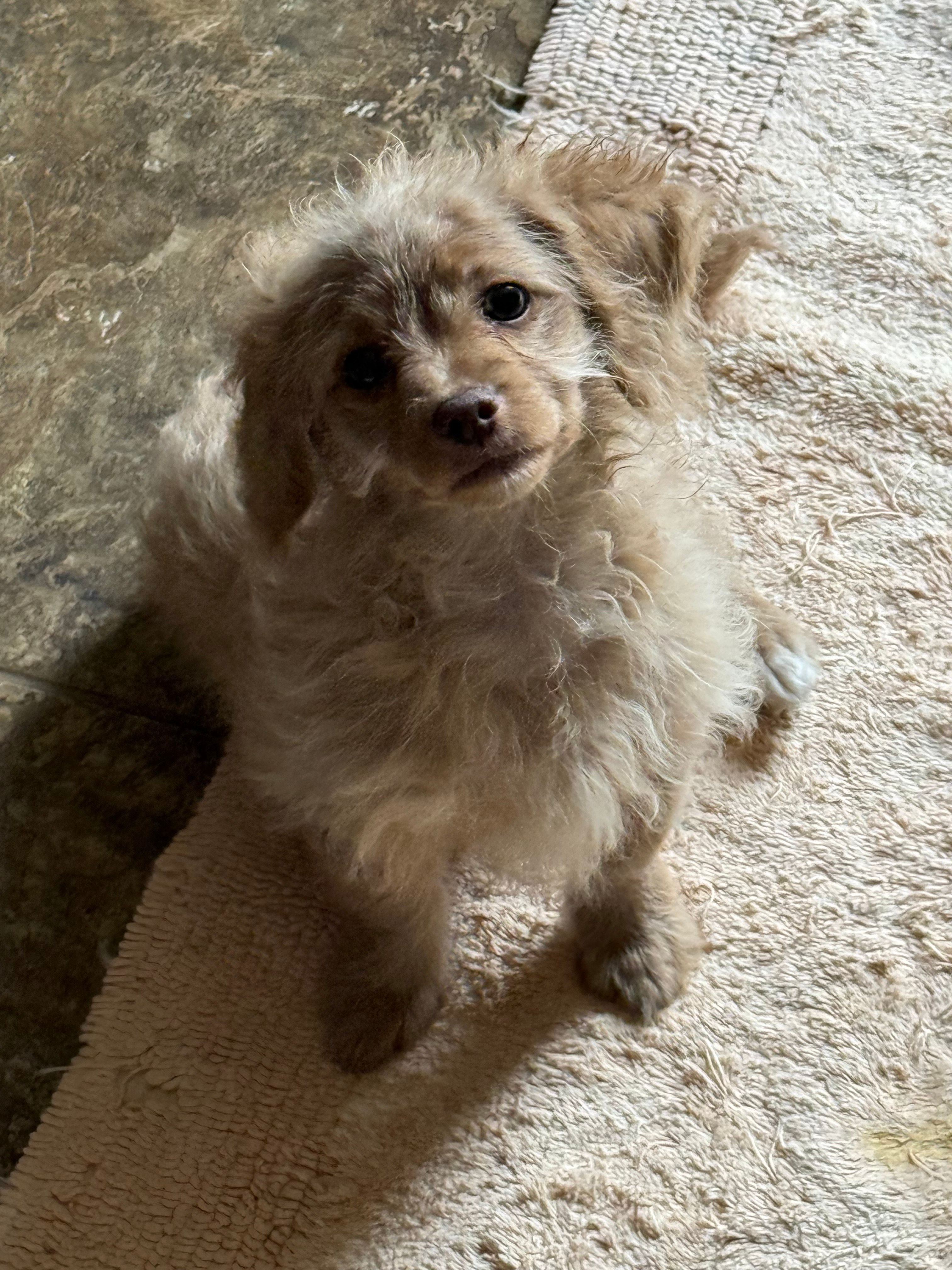 Prancer – Chihuahua, Poodle - Toy  puppy for sale in Beavercreek, OH