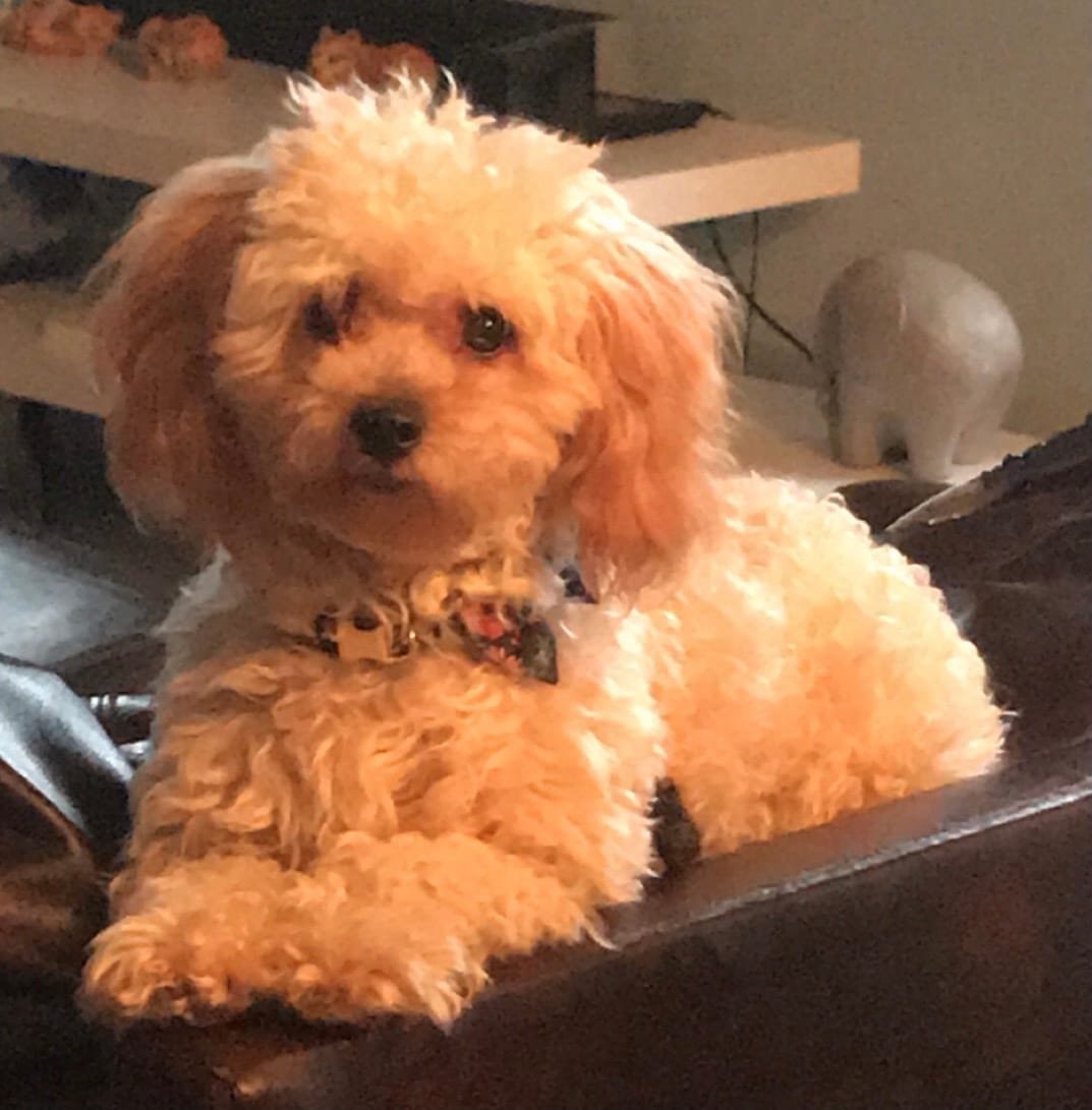 Prancer, a female Chihuahua and Poodle - Toy  for sale in Beavercreek, OH – 3 of 4