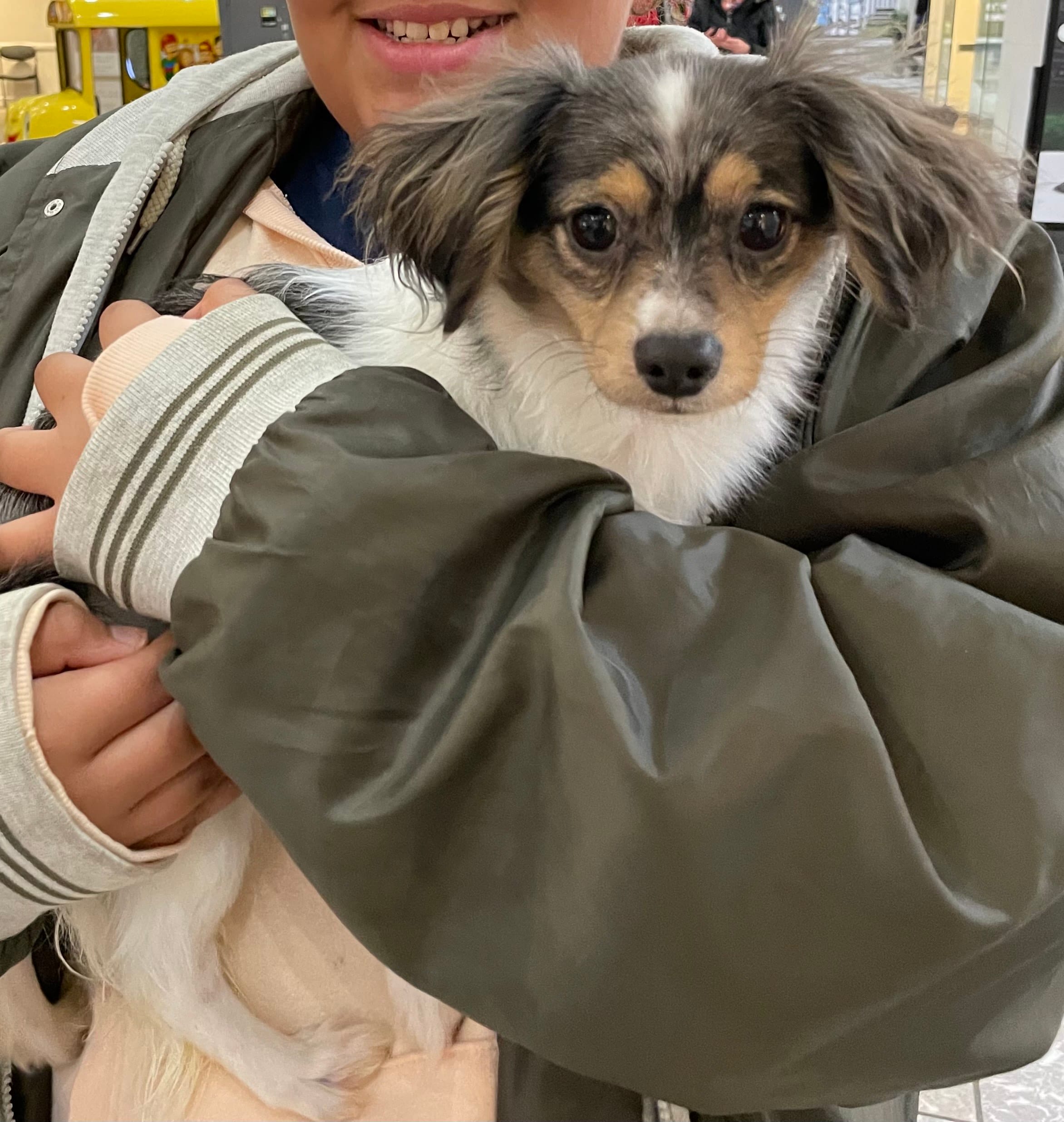 Cupid, a male Chihuahua and Poodle - Toy  for sale in Beavercreek, OH – 4 of 4