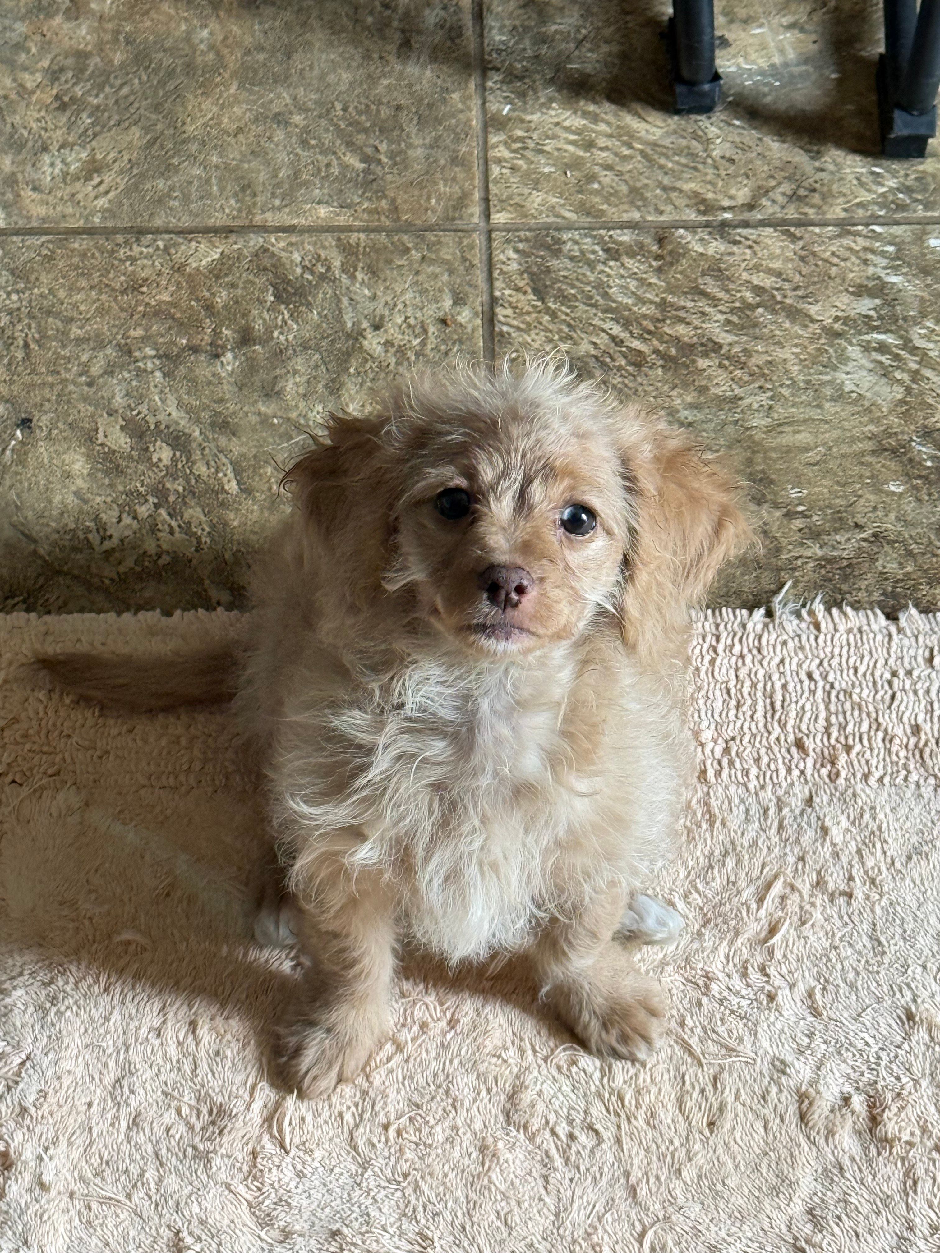 Prancer, a female Chihuahua and Poodle - Toy  for sale in Beavercreek, OH – 2 of 4