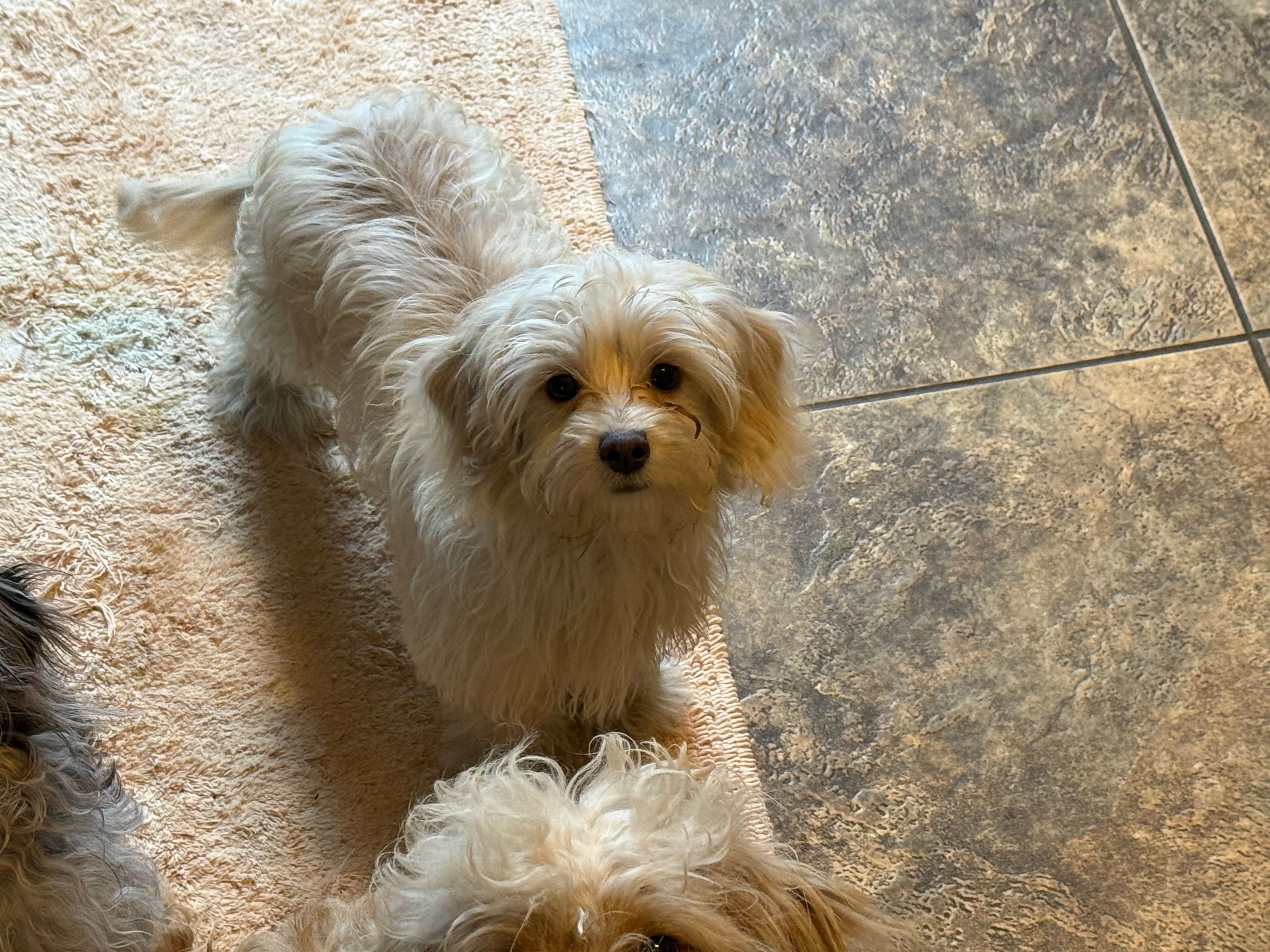 Cupid, a male Chihuahua and Poodle - Toy  for sale in Beavercreek, OH – 2 of 4