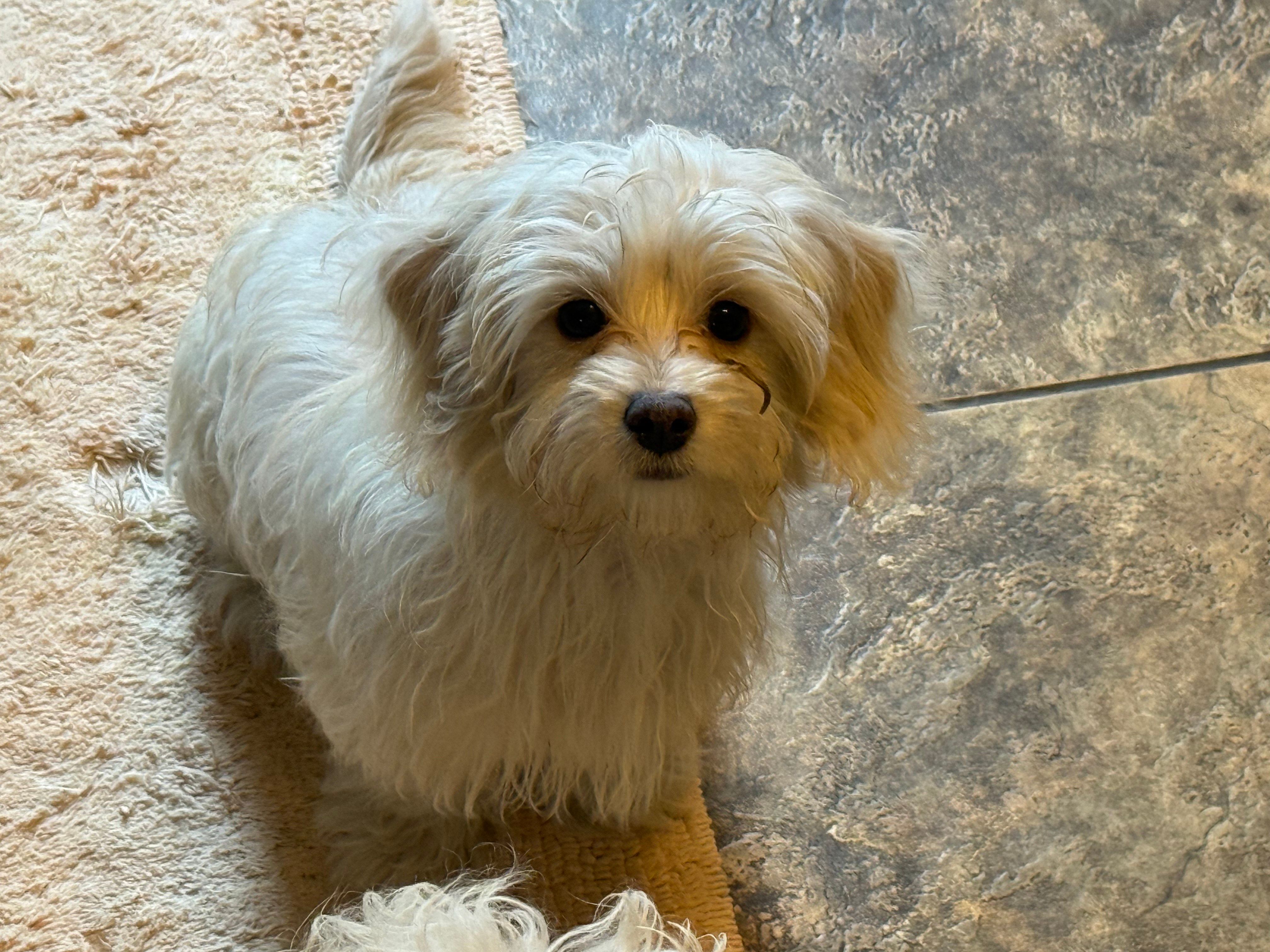 Cupid – Chihuahua, Poodle - Toy  puppy for sale in Beavercreek, OH