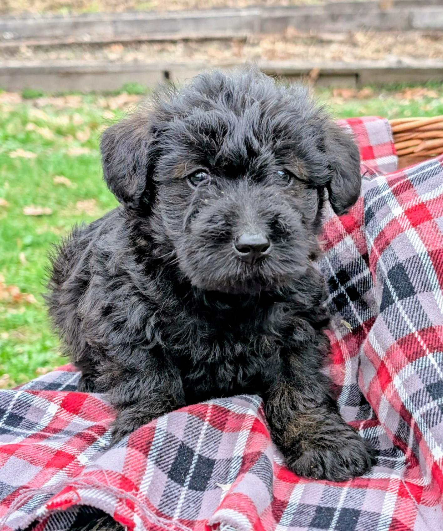 Ruger – Scottish Terrier, Poodle - Miniature  puppy for sale in Salem, MO