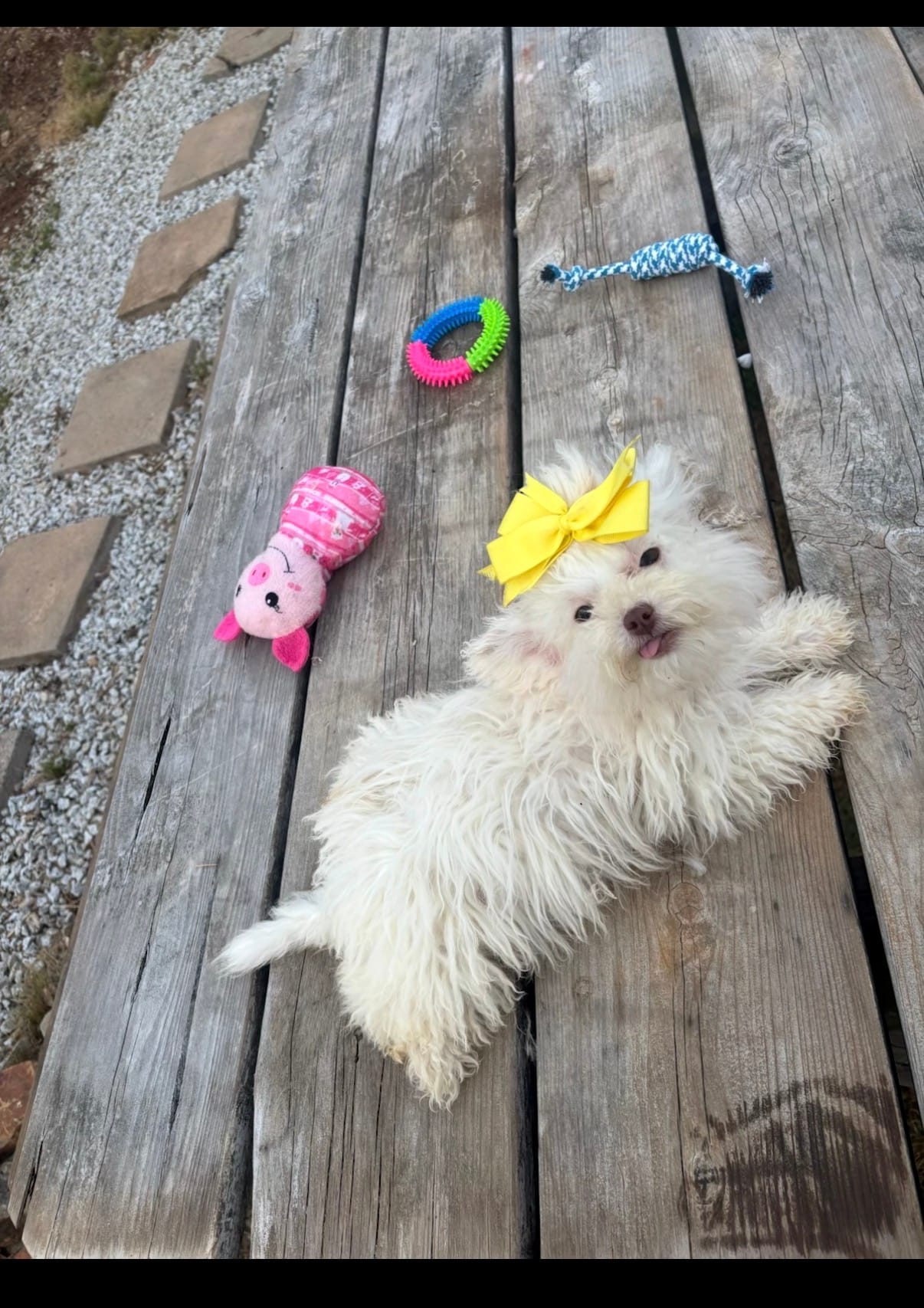 Remi – Shihpoo puppy for sale in Salisbury, NC