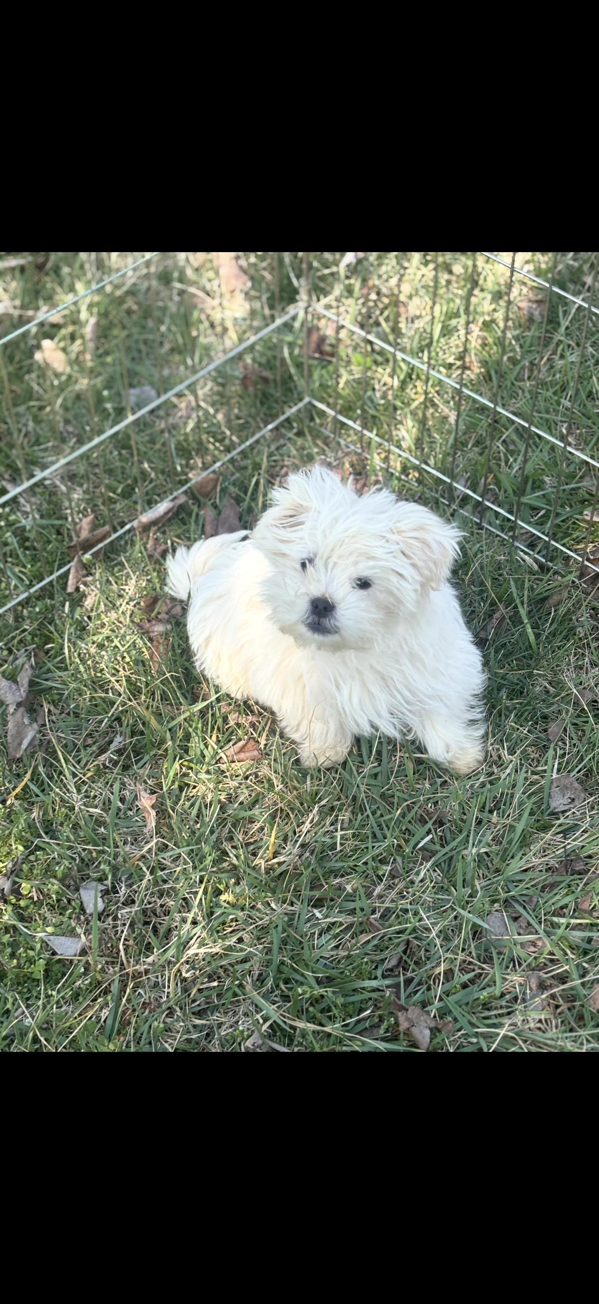 Max – Maltese, Shih Tzu puppy for sale in Salisbury, NC