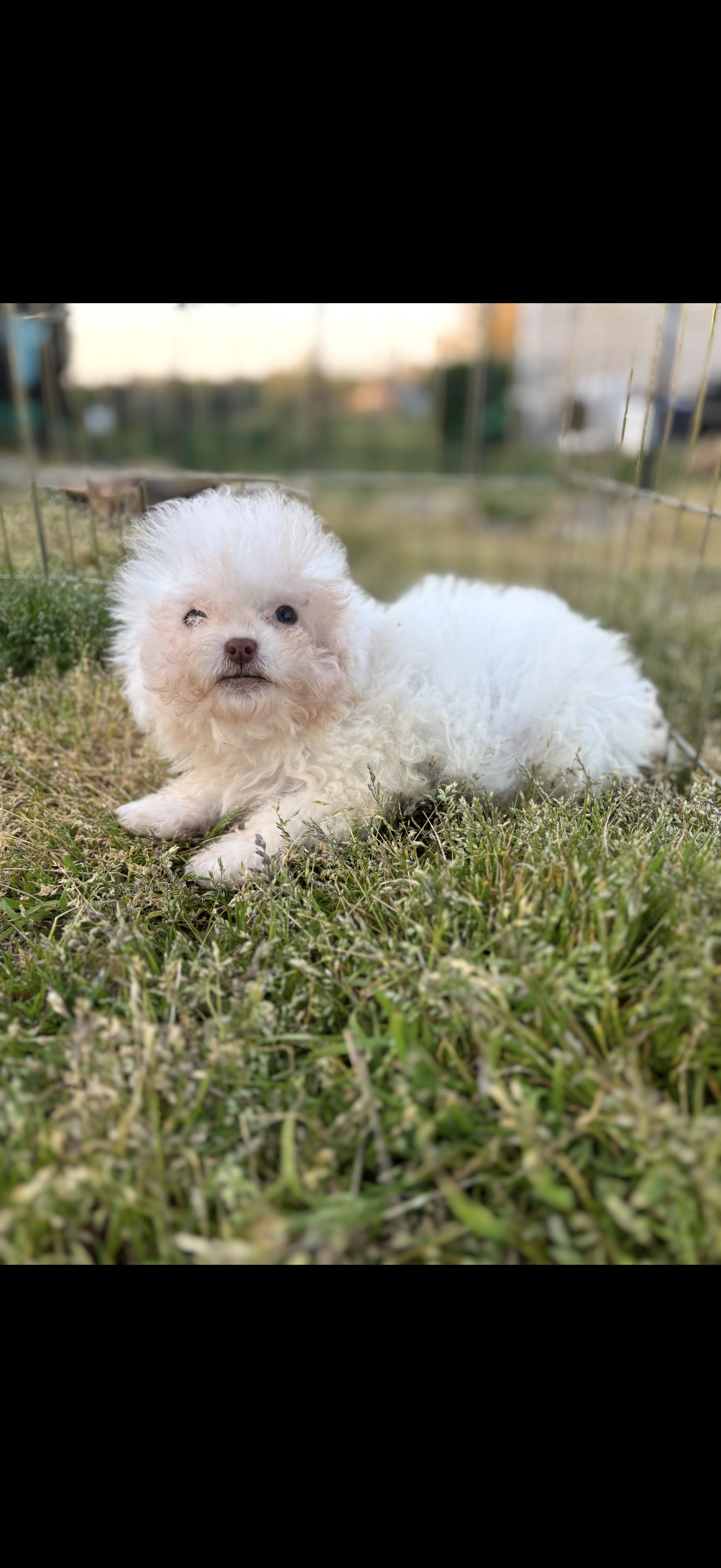 Remi – Shihpoo puppy for sale in Salisbury, NC