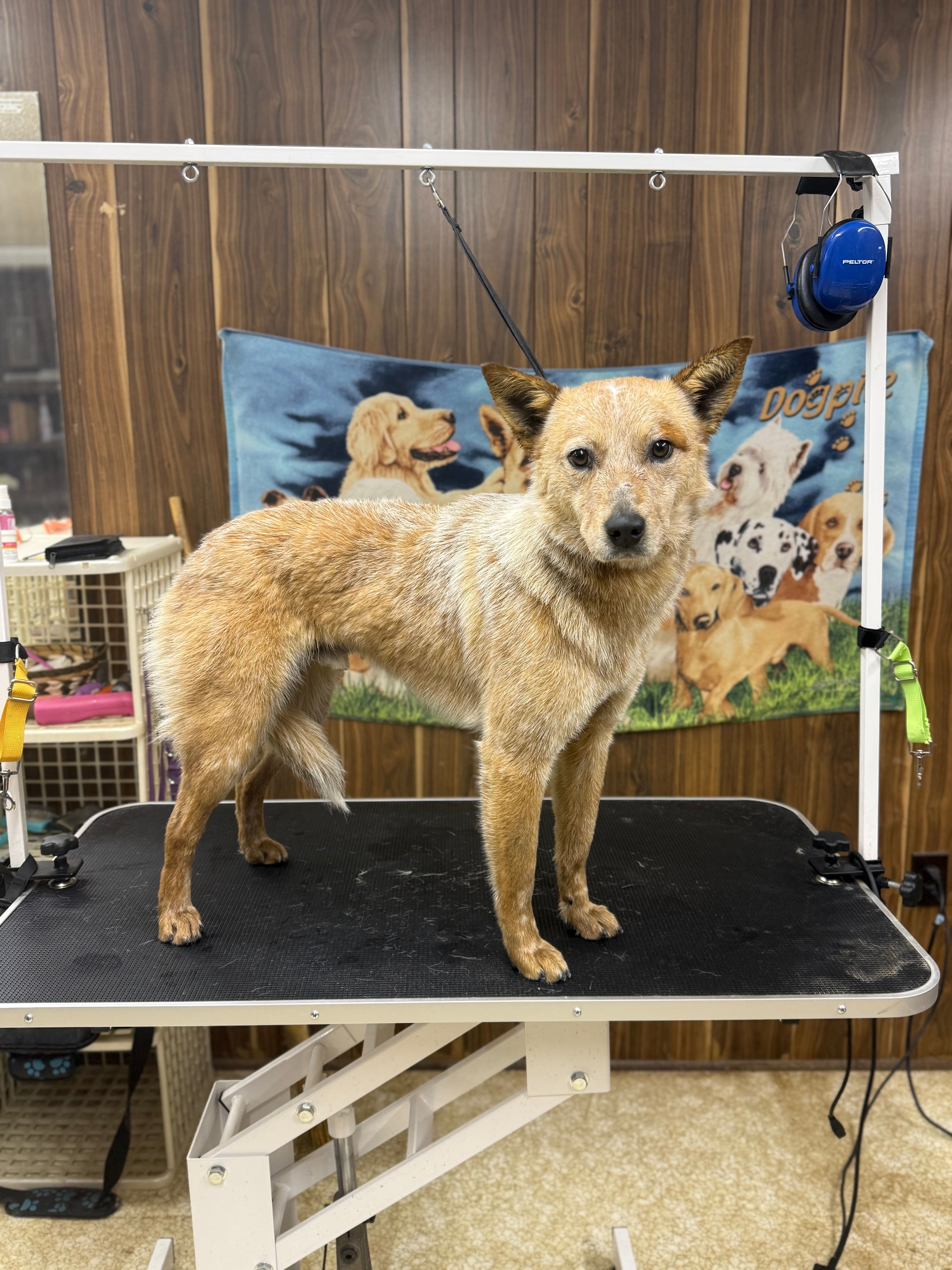 Ollie – Australian Cattle Dog, Australian Shepherd puppy for sale in Salisbury, NC