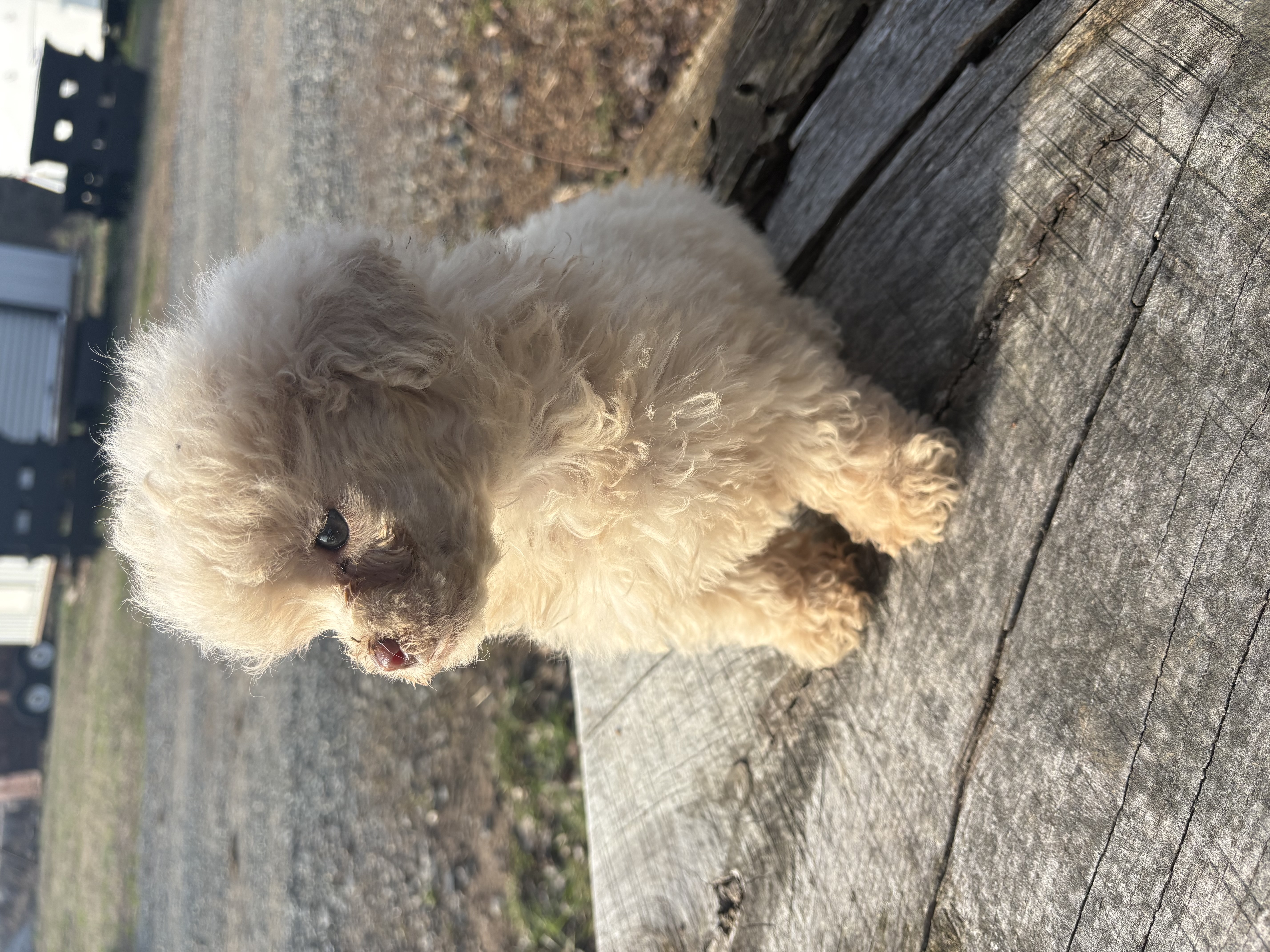 Baxter – Poodle - Toy  puppy for sale in Salisbury, NC