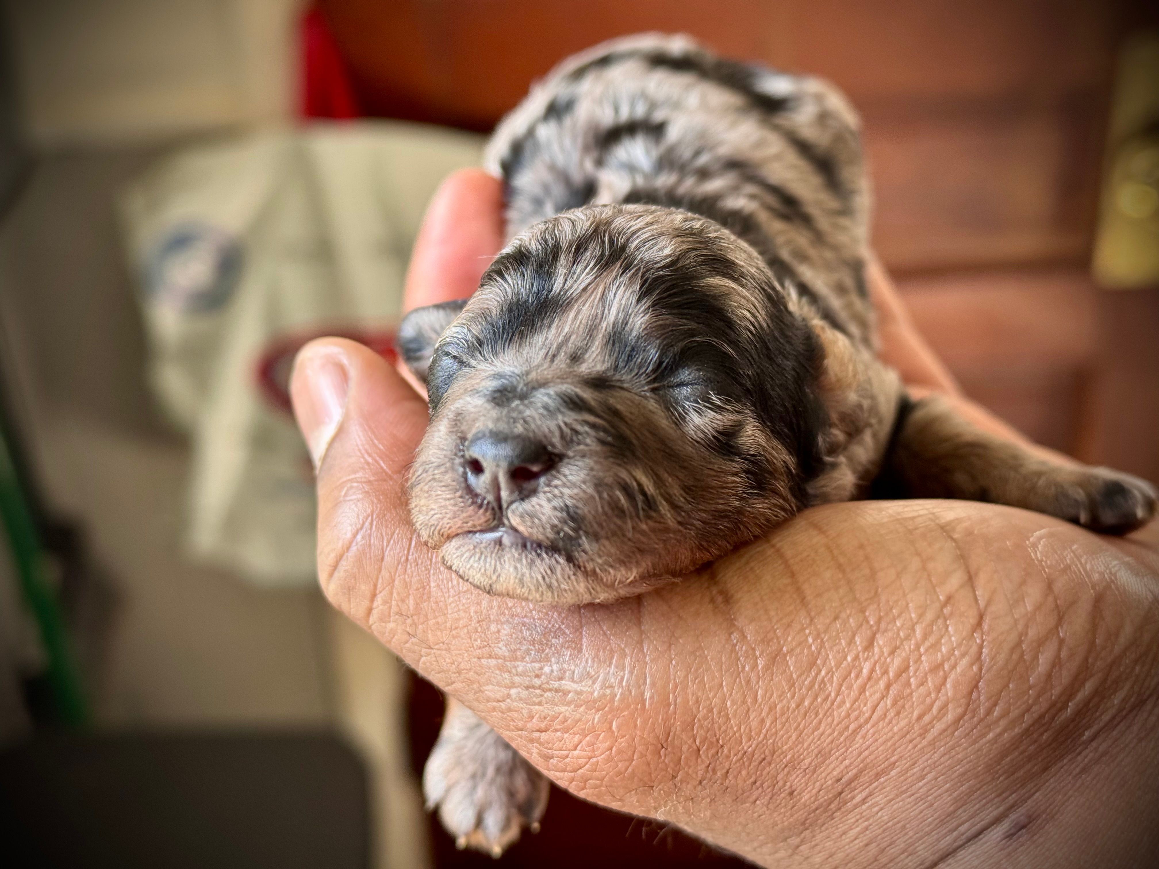 Dottie – Poodle - Miniature  puppy for sale in East Hartford, CT