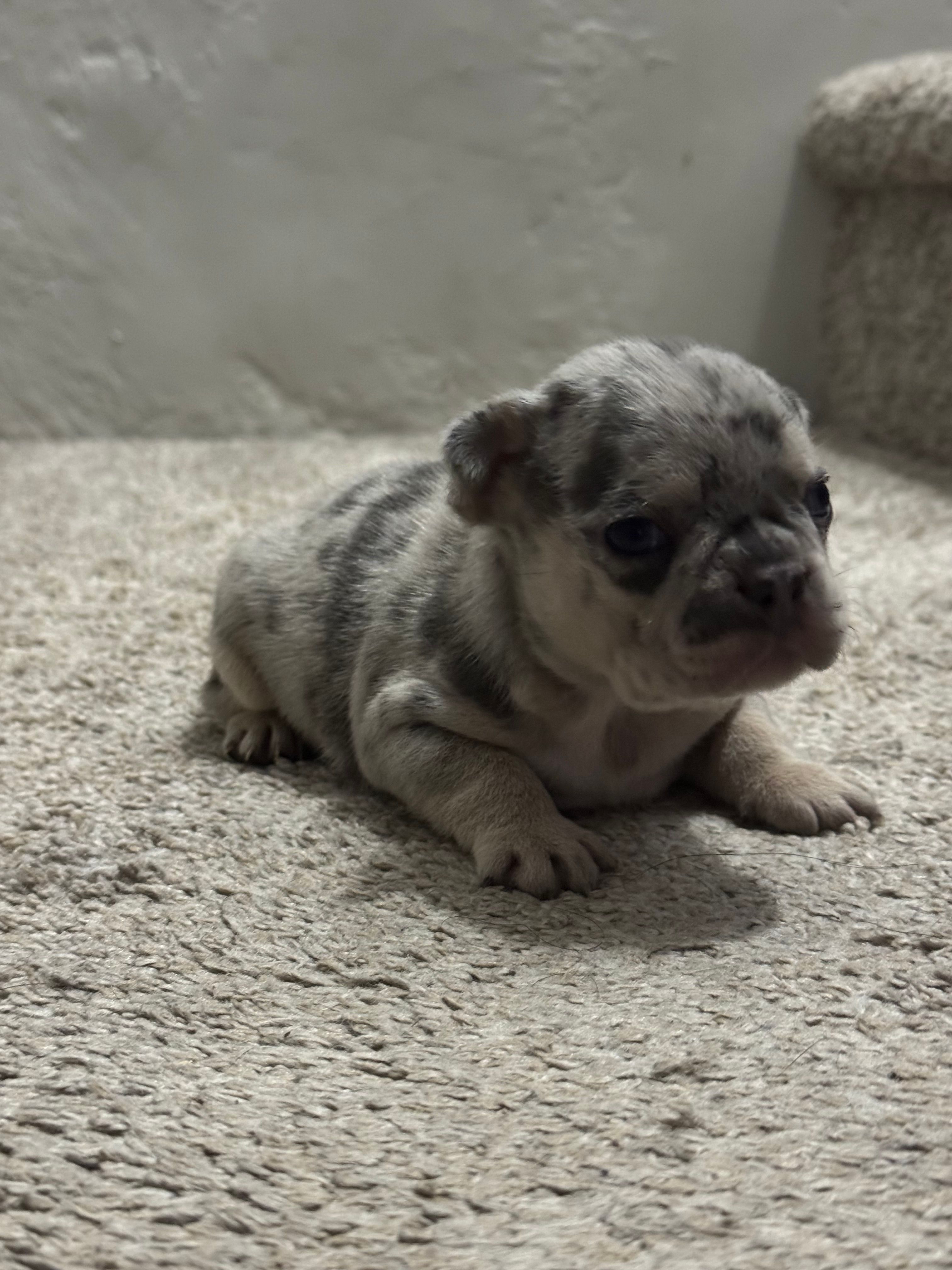 One male Merle puppy