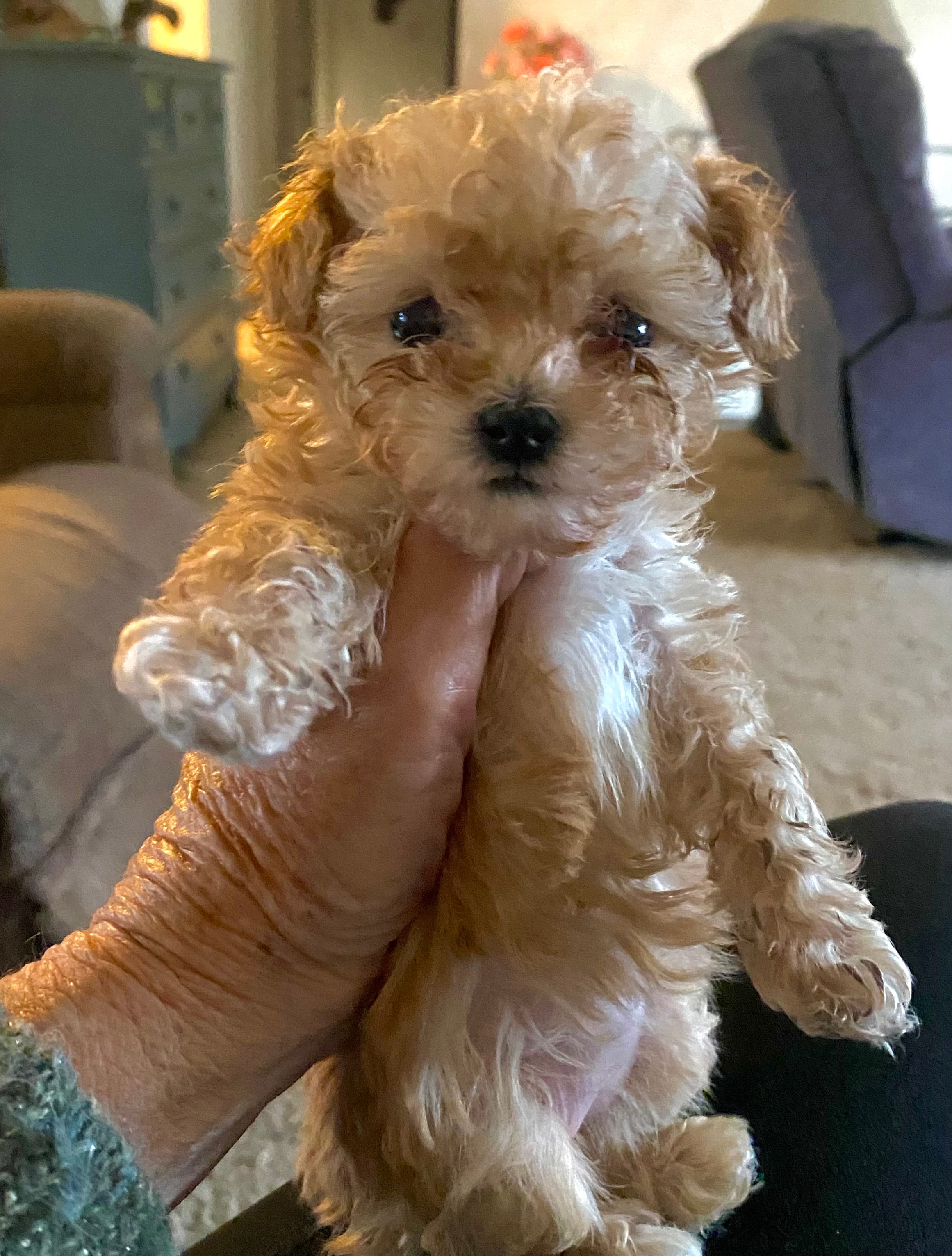 Molly – Poodle - Toy  puppy for sale in Quarryville, PA
