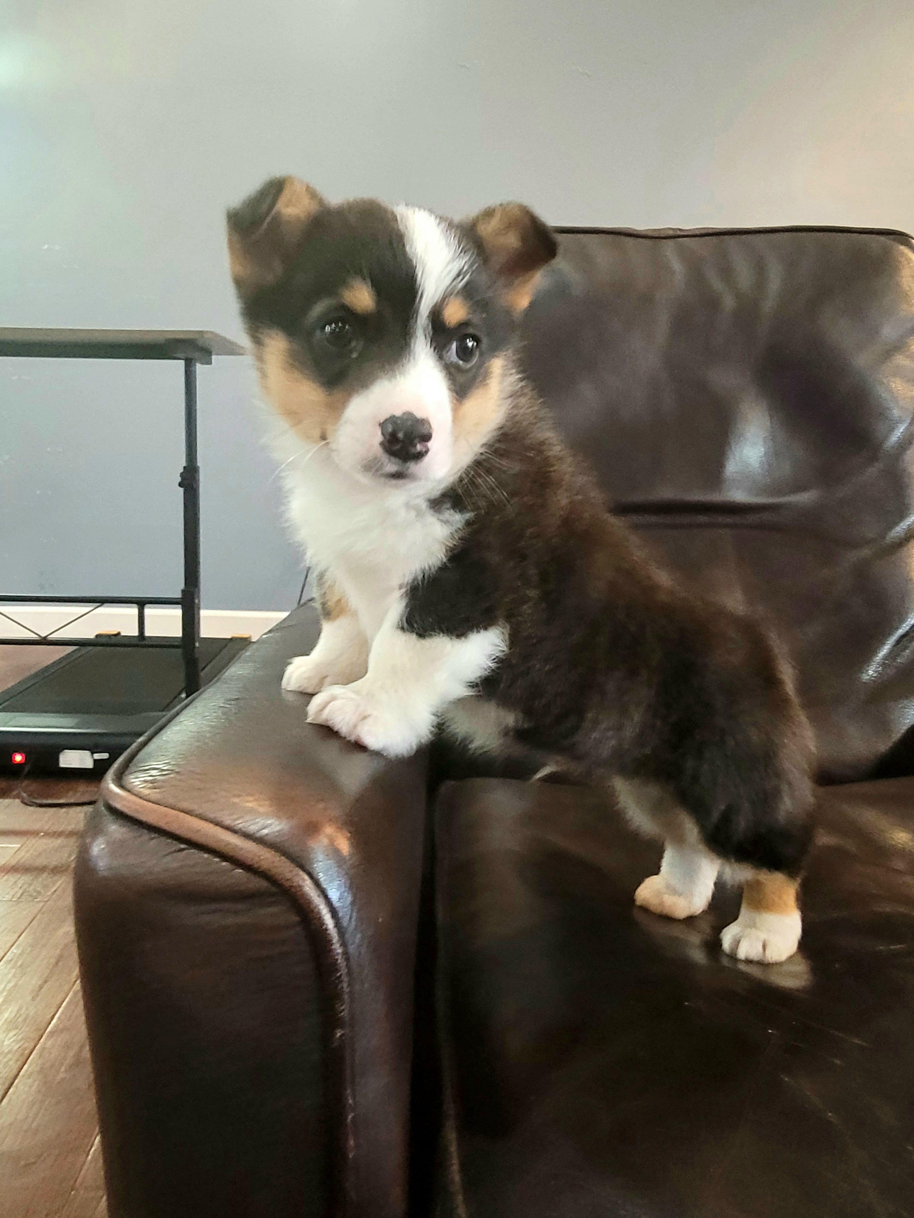 Miles – Pembroke Welsh Corgi puppy for sale in Licking, MO