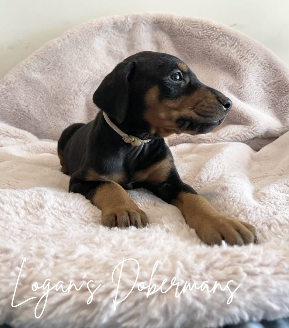 White Collar – Doberman Pinscher puppy for sale in Flemingsburg, KY