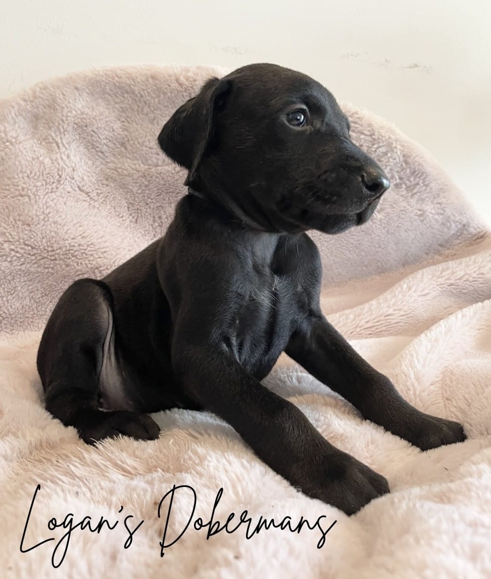 Black Collar – Doberman Pinscher puppy for sale in Flemingsburg, KY