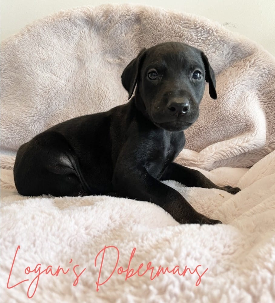 Red Collar – Doberman Pinscher puppy for sale in Flemingsburg, KY