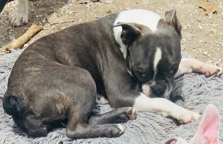 Bella – Boston Terrier puppy for sale in Lake in the Hills, IL