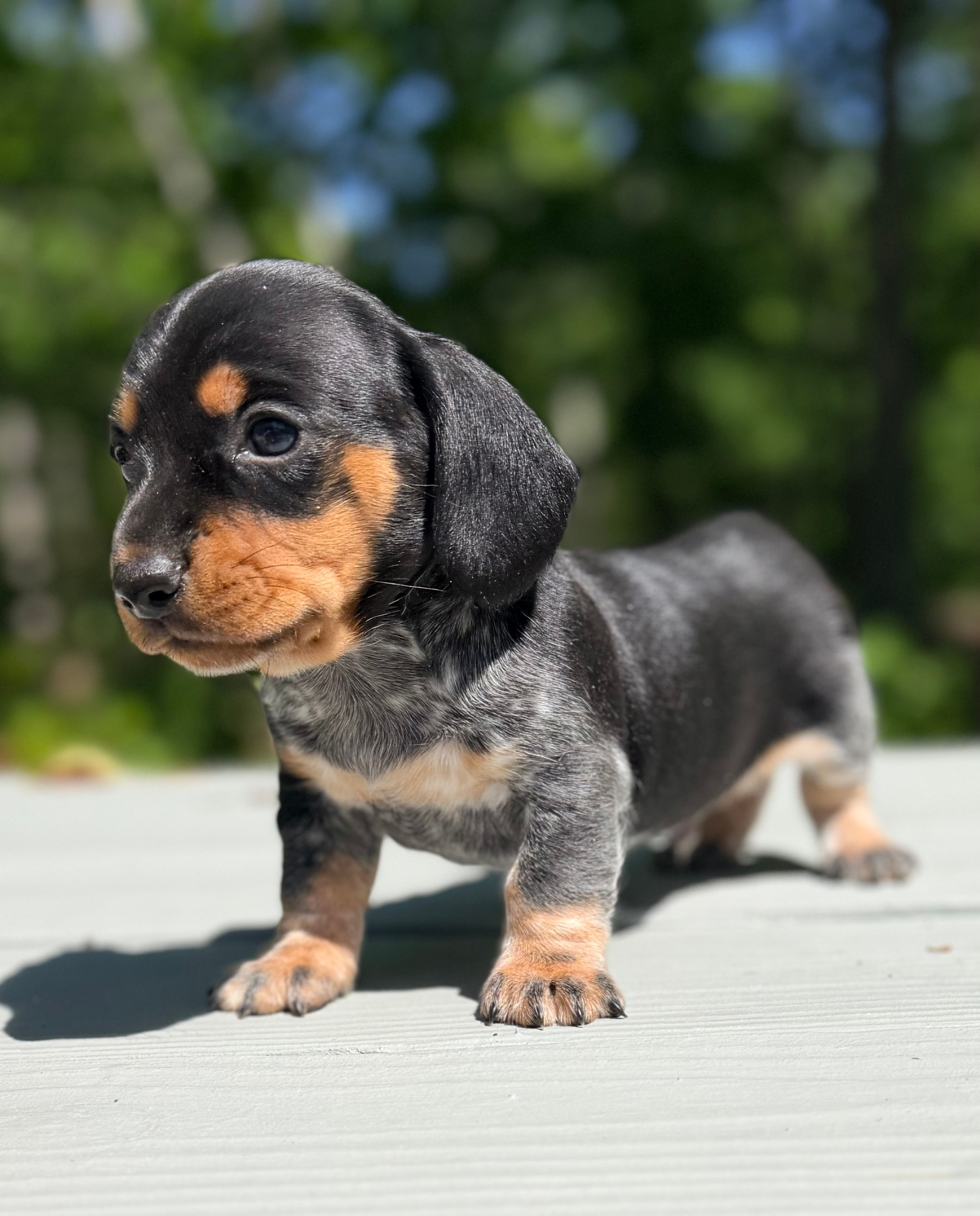 Marley  – Miniature Dachshund puppy for sale in Fredericksburg, VA
