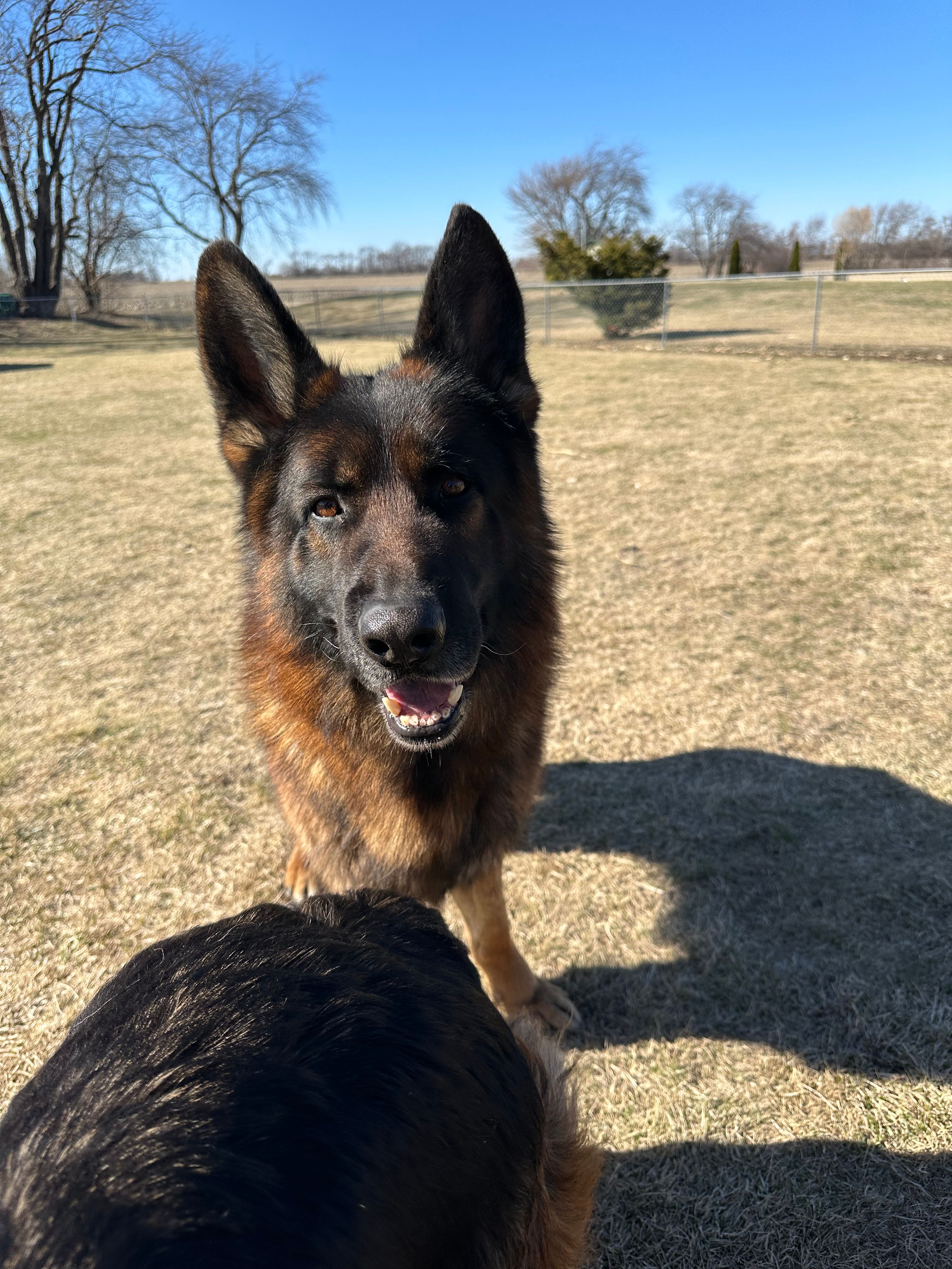 Gundo Aureus Mons  – German Shepherd Dog puppy for sale in Clinton, WI