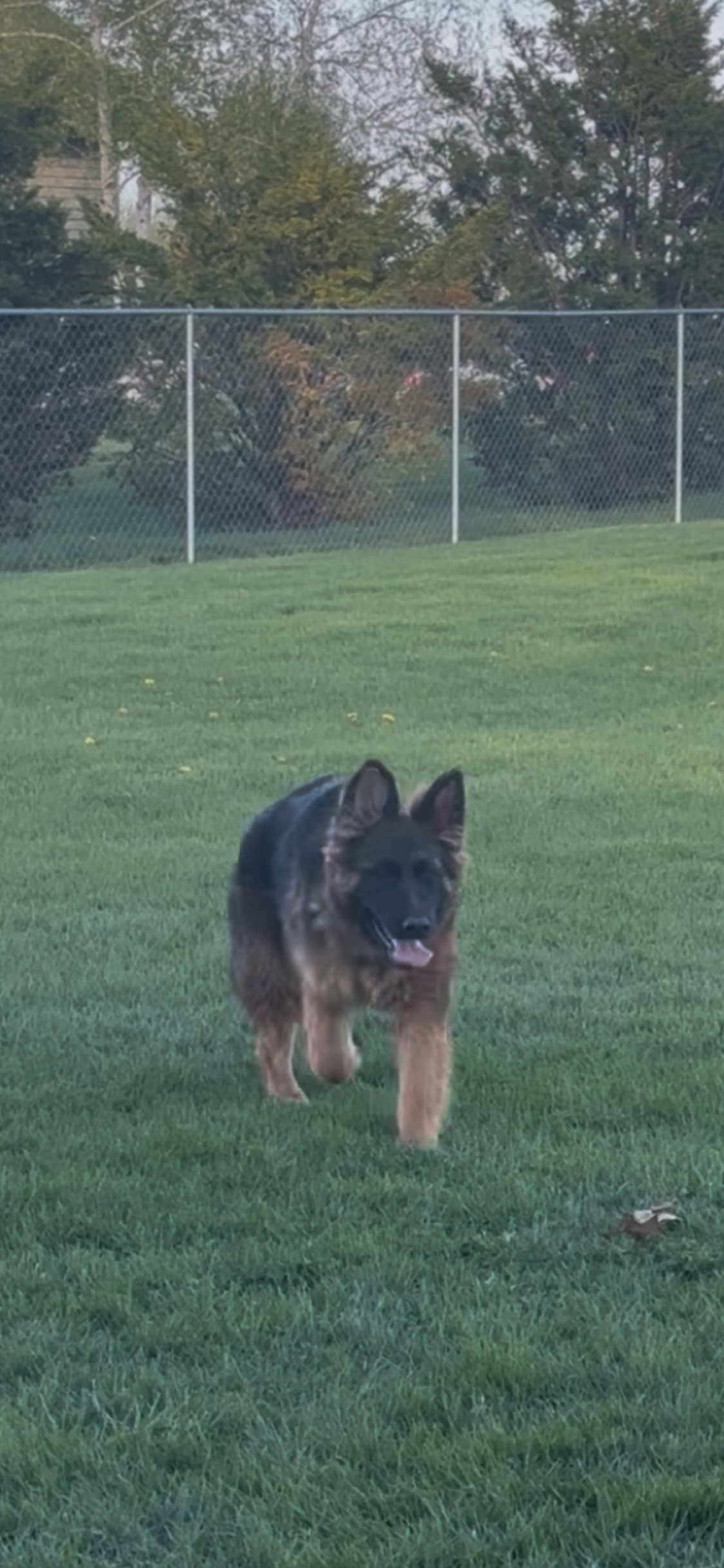 Girl 1 – German Shepherd Dog puppy for sale in Clinton, WI