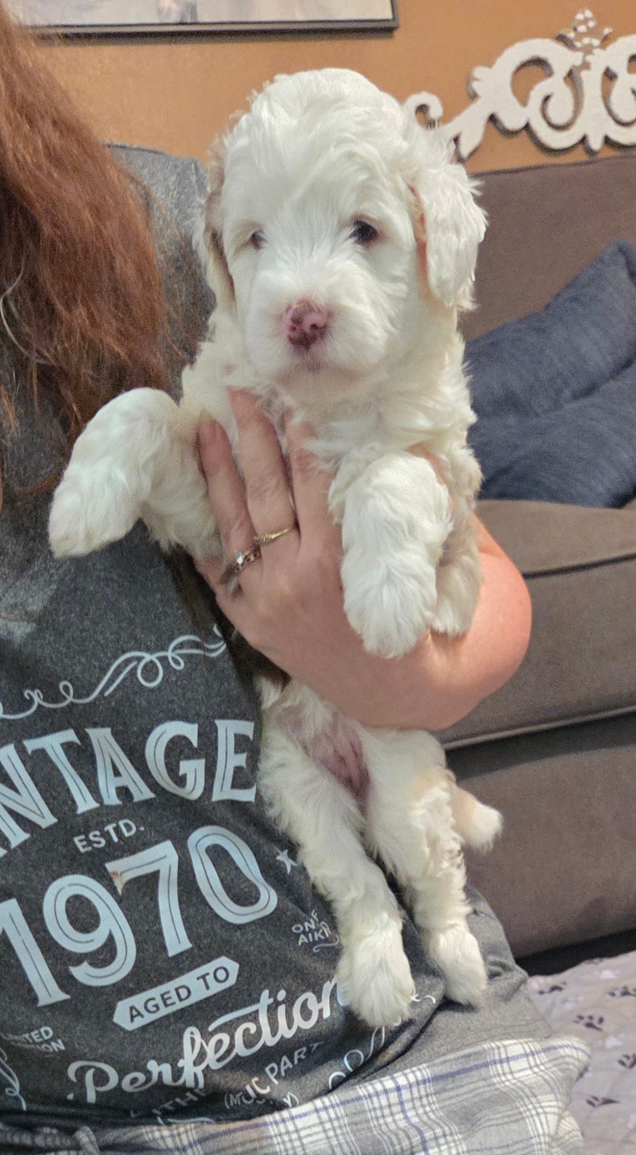 HeiHei – Bernese Mountain Dog, Miniature Aussiedoodle puppy for sale in Coal Valley, IL