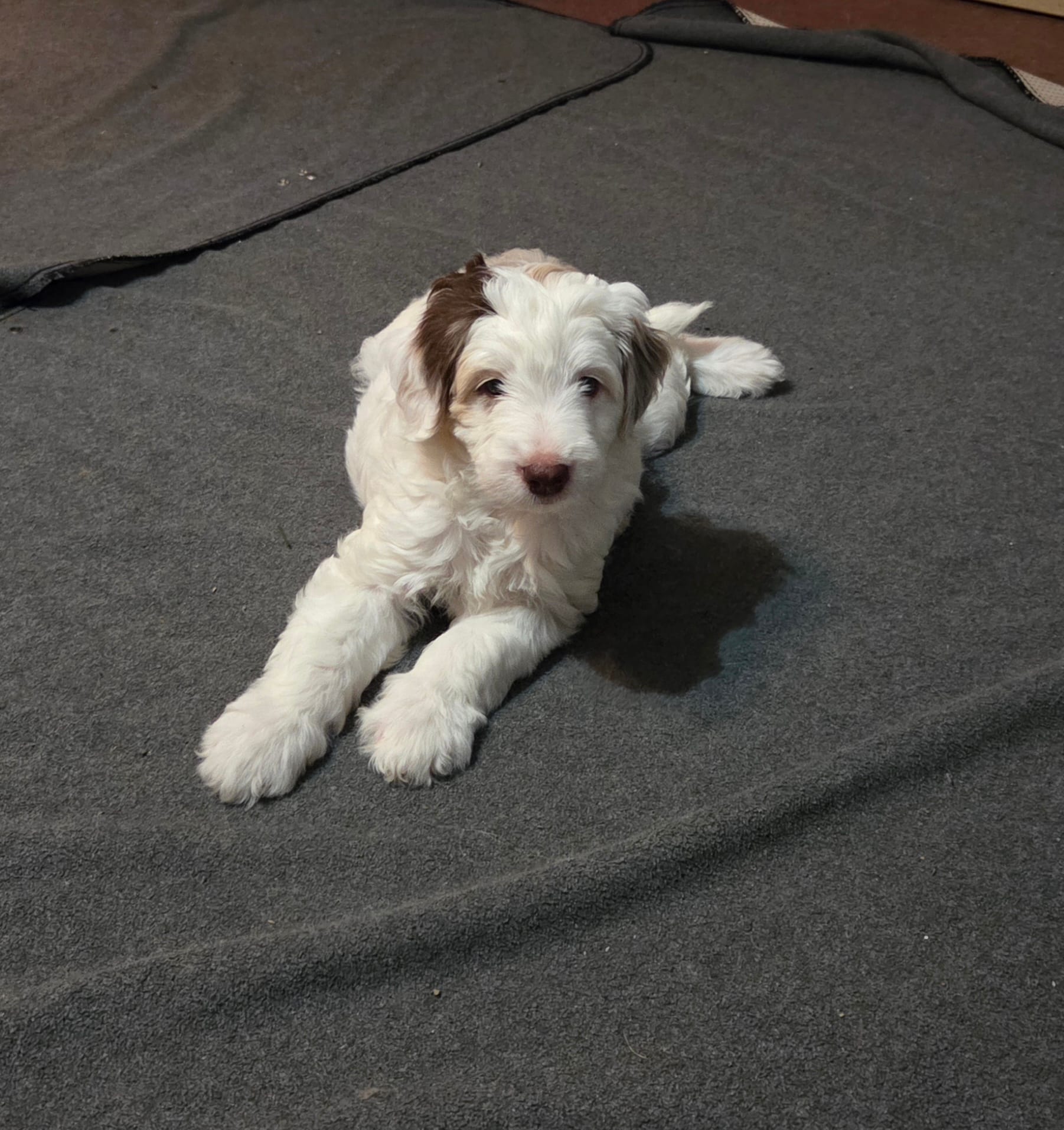Lola – Miniature Aussiedoodle puppy for sale in Coal Valley, IL