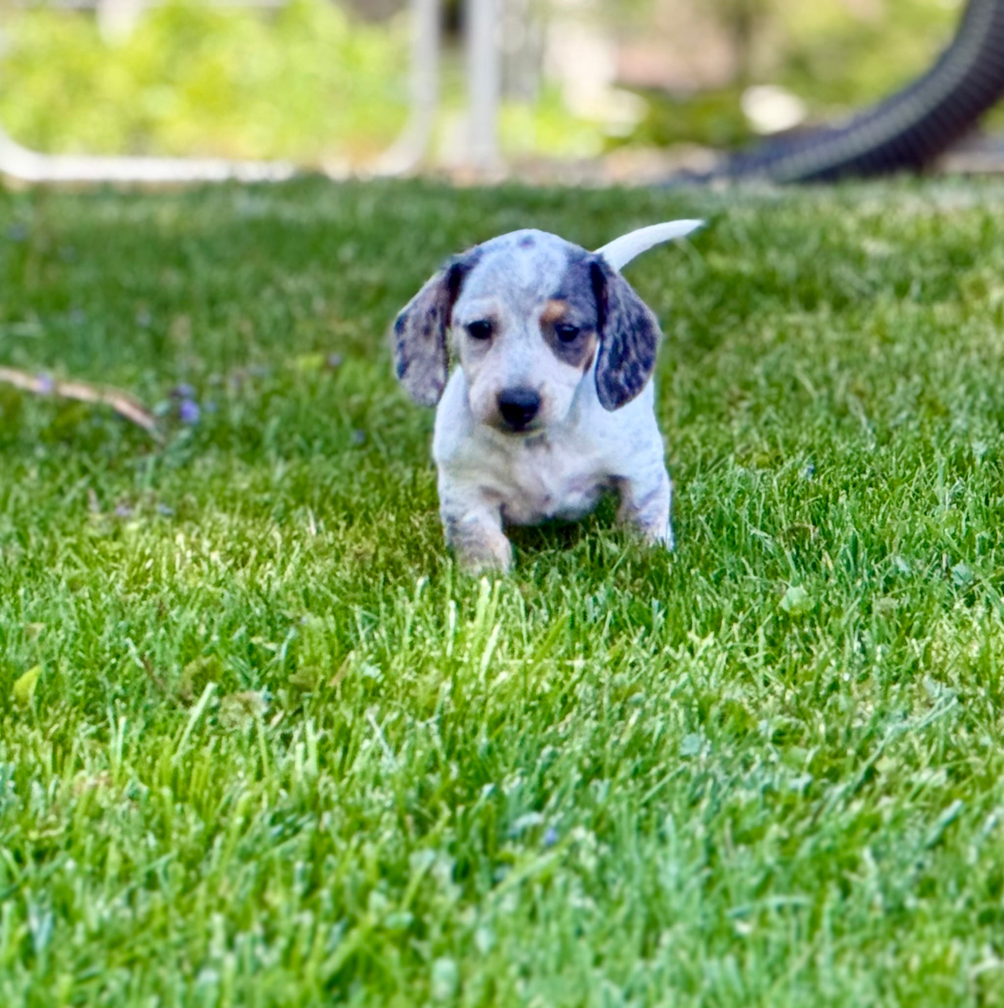 Eugene – Miniature Dachshund puppy for sale in Three Rivers, MI