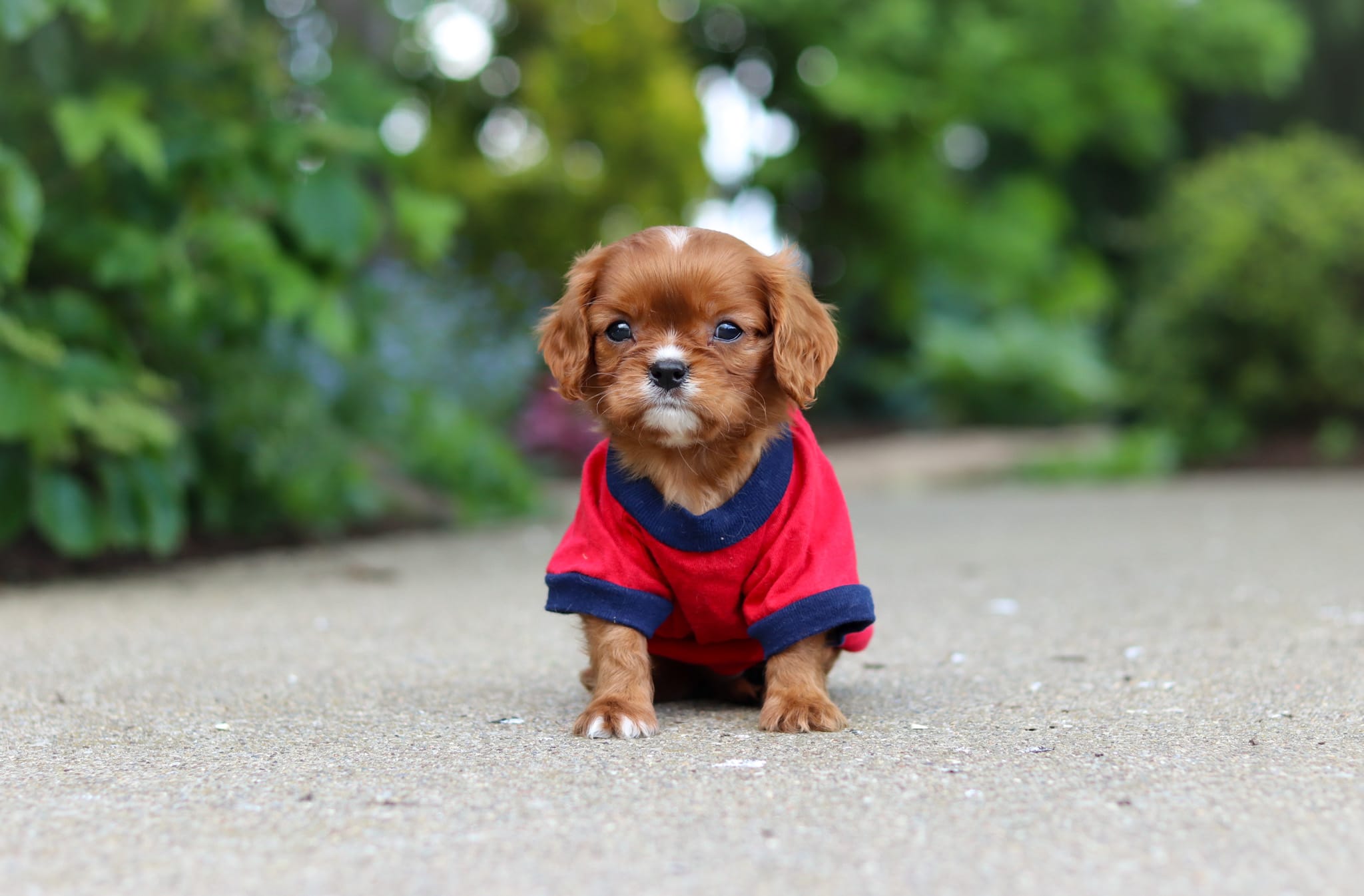 George – Cavalier King Charles Spaniel puppy for sale in Dundee, OH