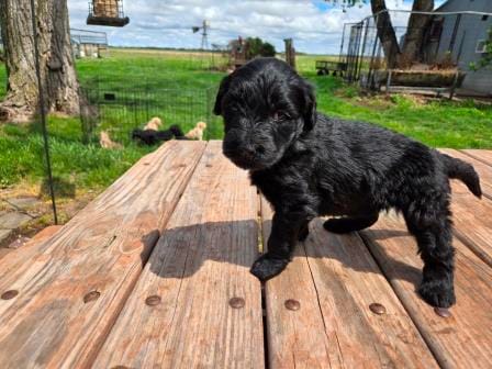 Bl Female 2 – Goldendoodle puppy for sale in Leon, KS