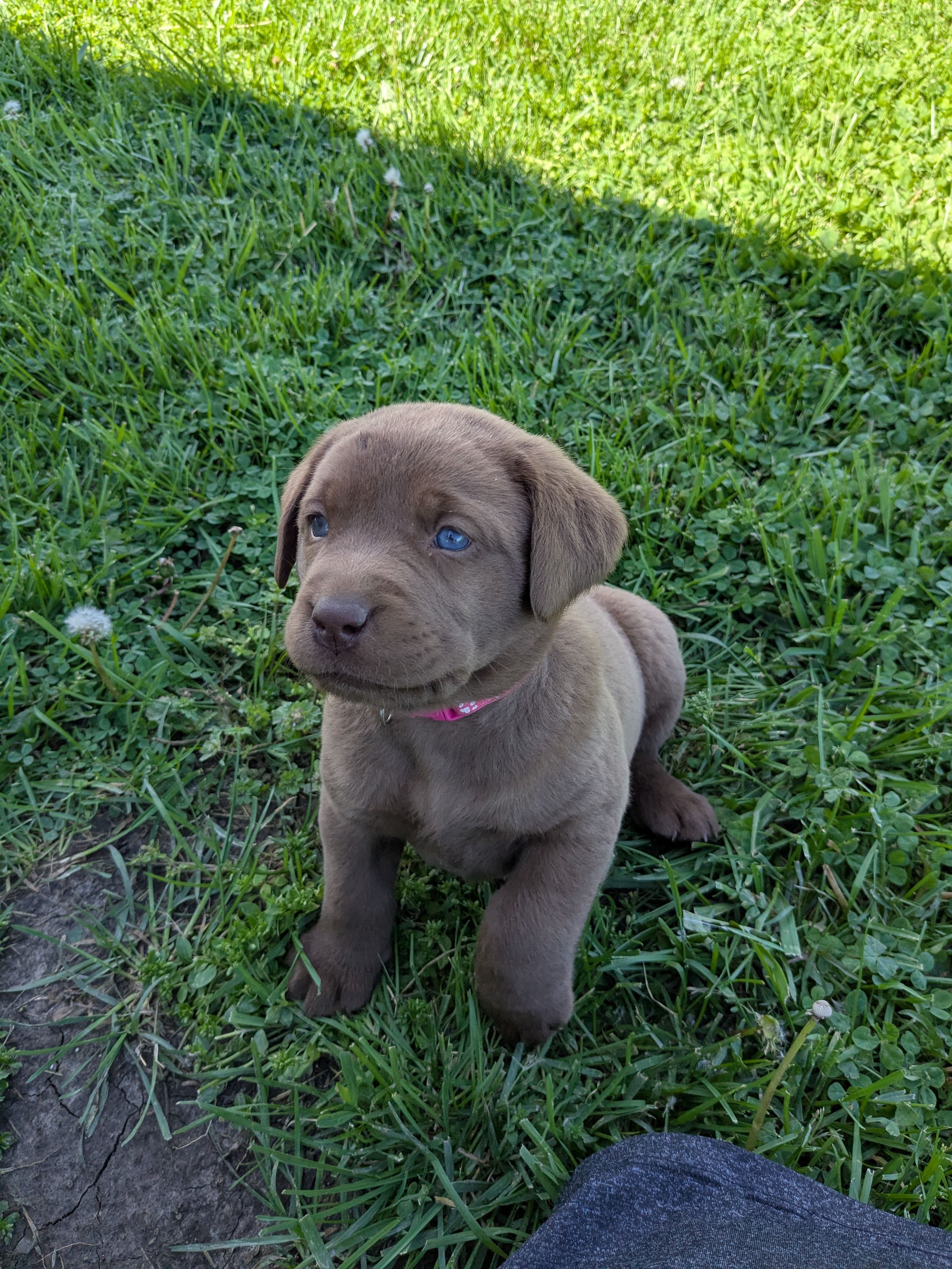 Sweet Chocolate Lab Puppy (dark pink) – Labrador Retriever puppy for sale in Marshall, MO