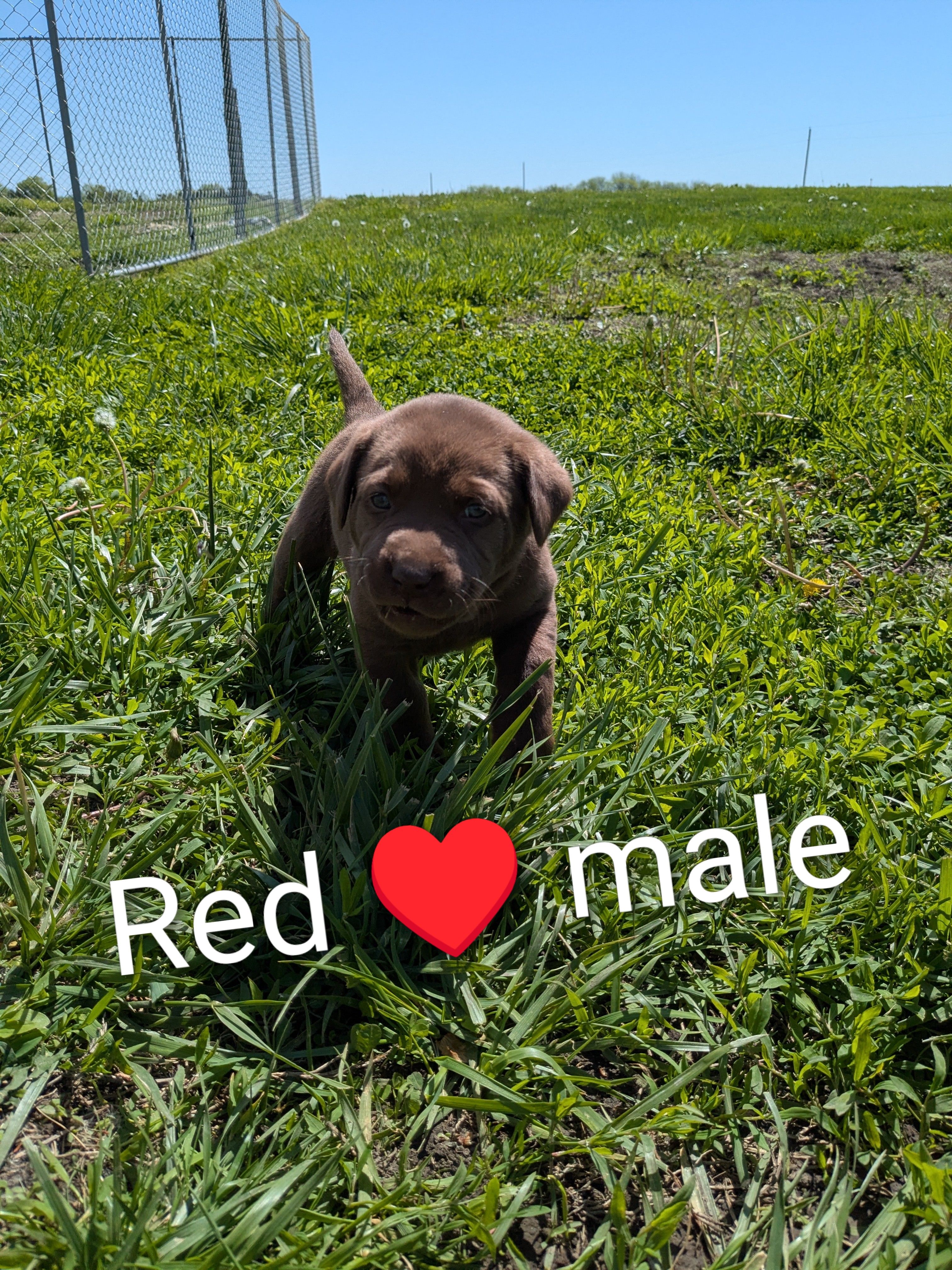 Super sweet Male chocolate Lab puppy (red) – Labrador Retriever puppy for sale in Marshall, MO