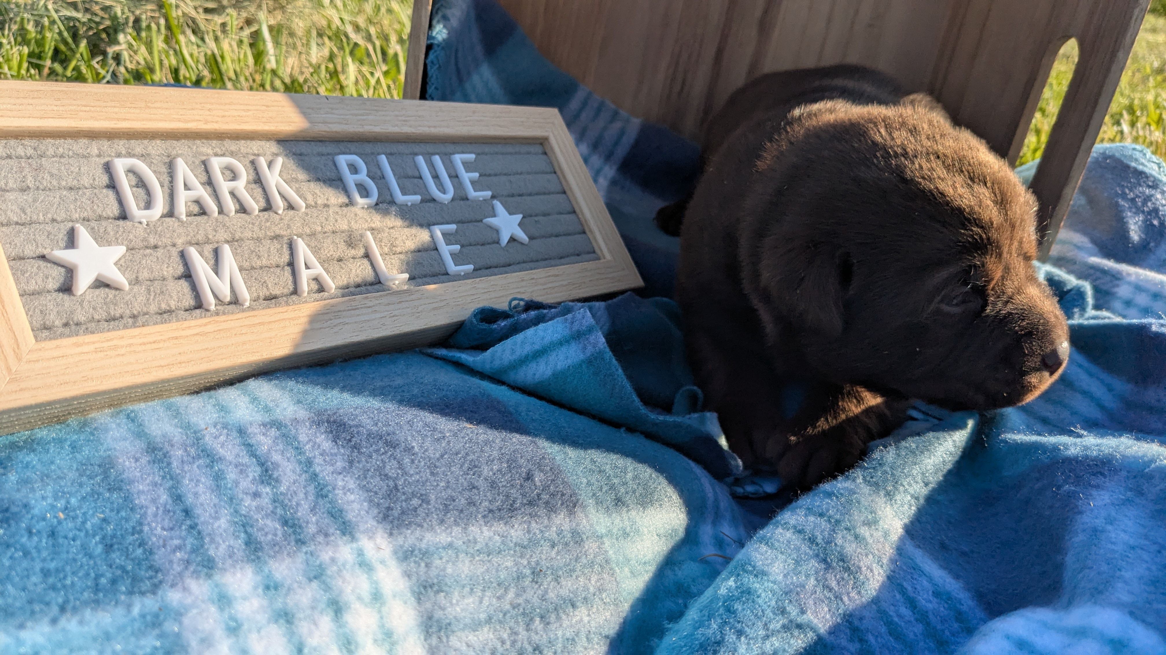 Dark Blue collar male – Labrador Retriever puppy for sale in Marshall, MO