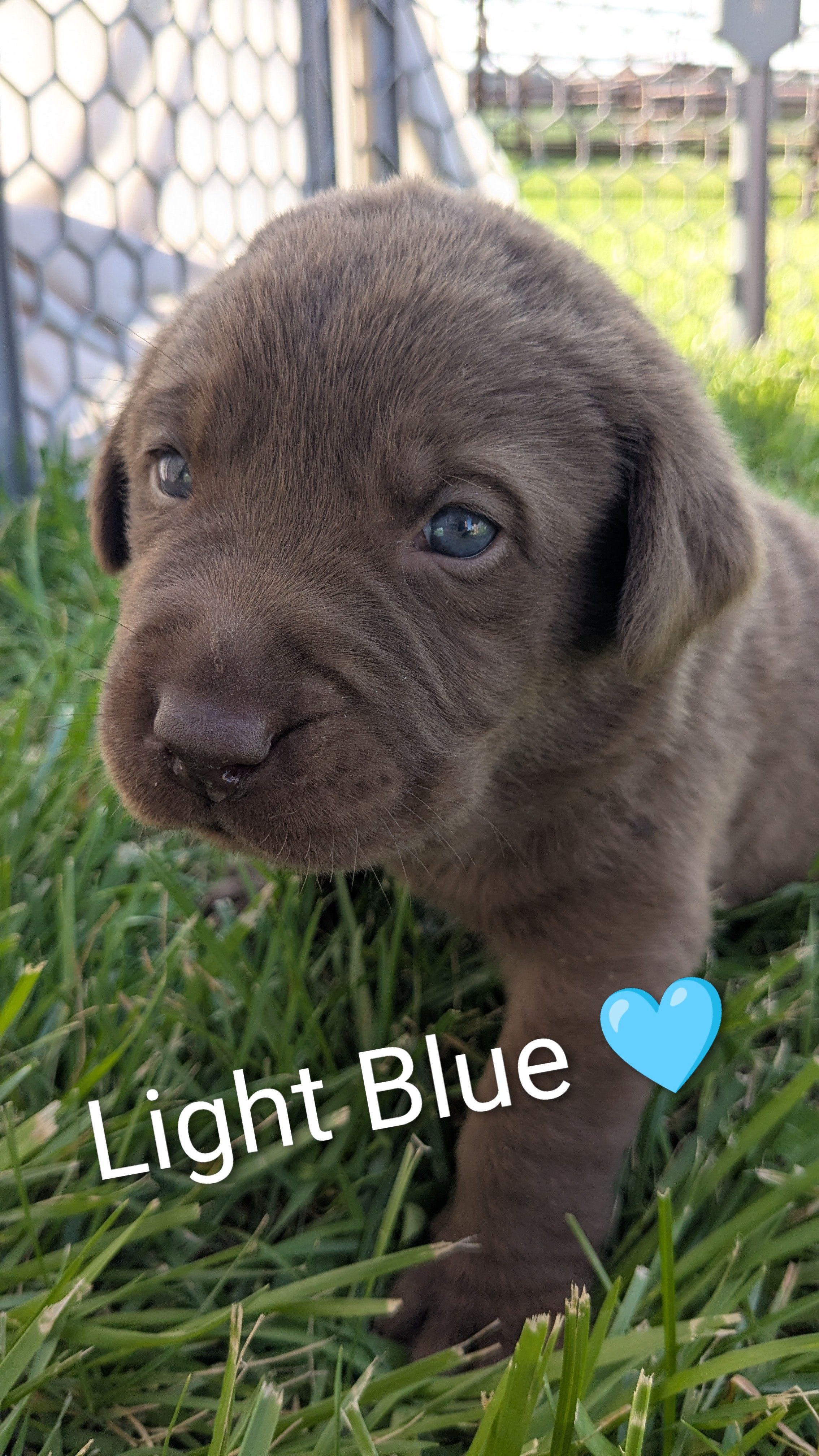 Super Silly Male chocolate lab puppy (light blue) – Labrador Retriever puppy for sale in Marshall, MO
