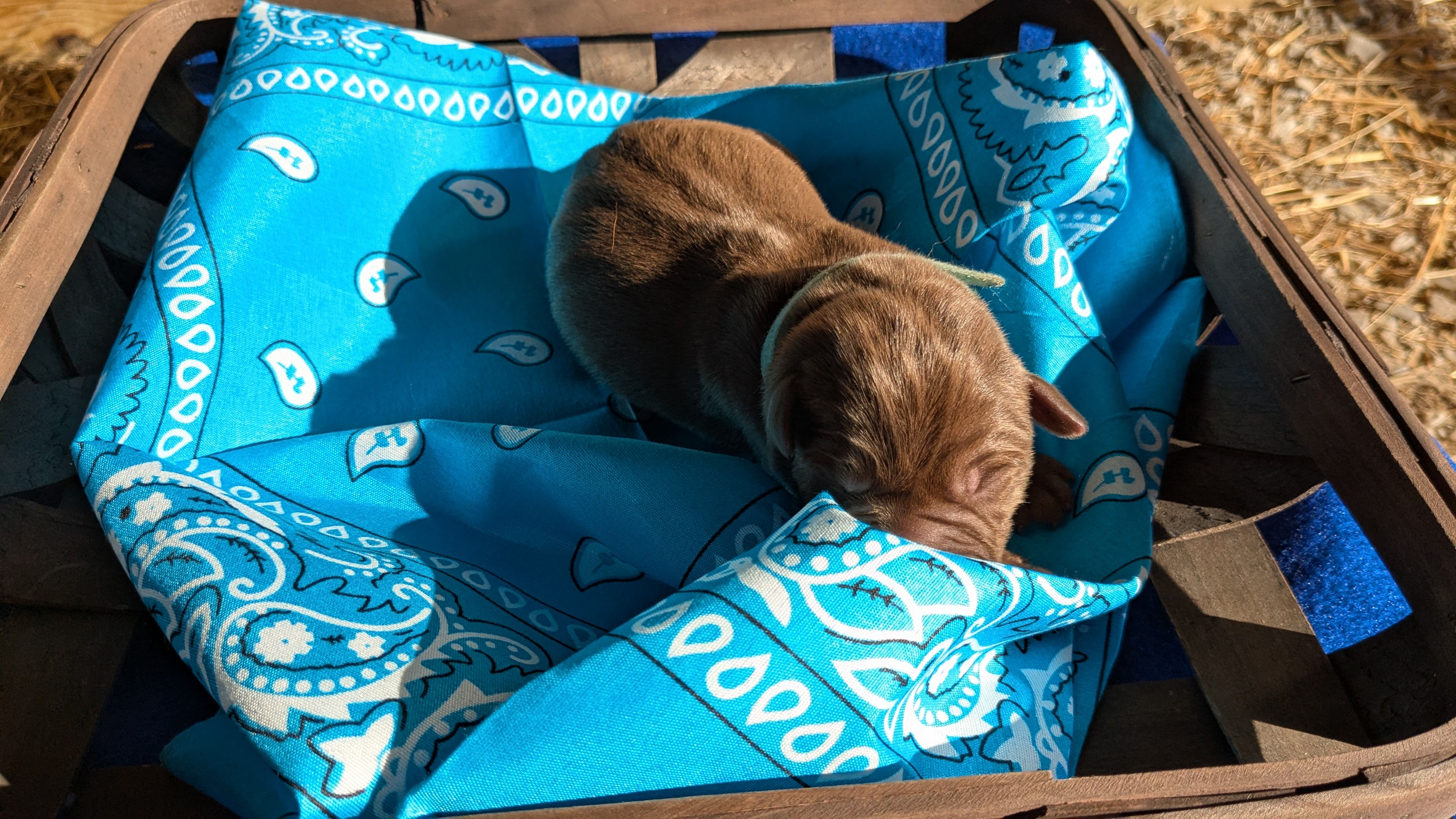 Light blue – Labrador Retriever puppy for sale in Marshall, MO