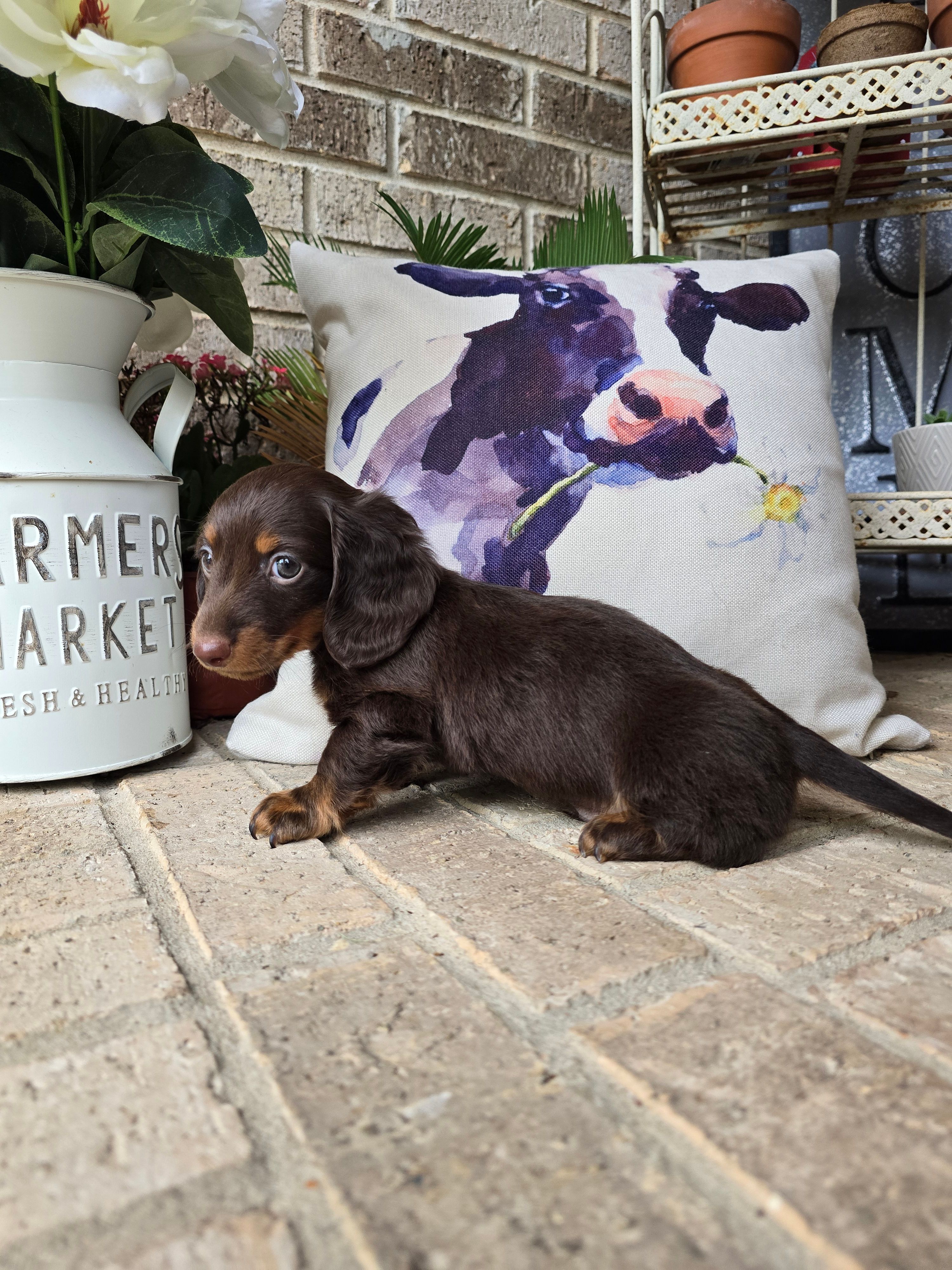 Bear – Miniature Dachshund puppy for sale in Georgetown, TX