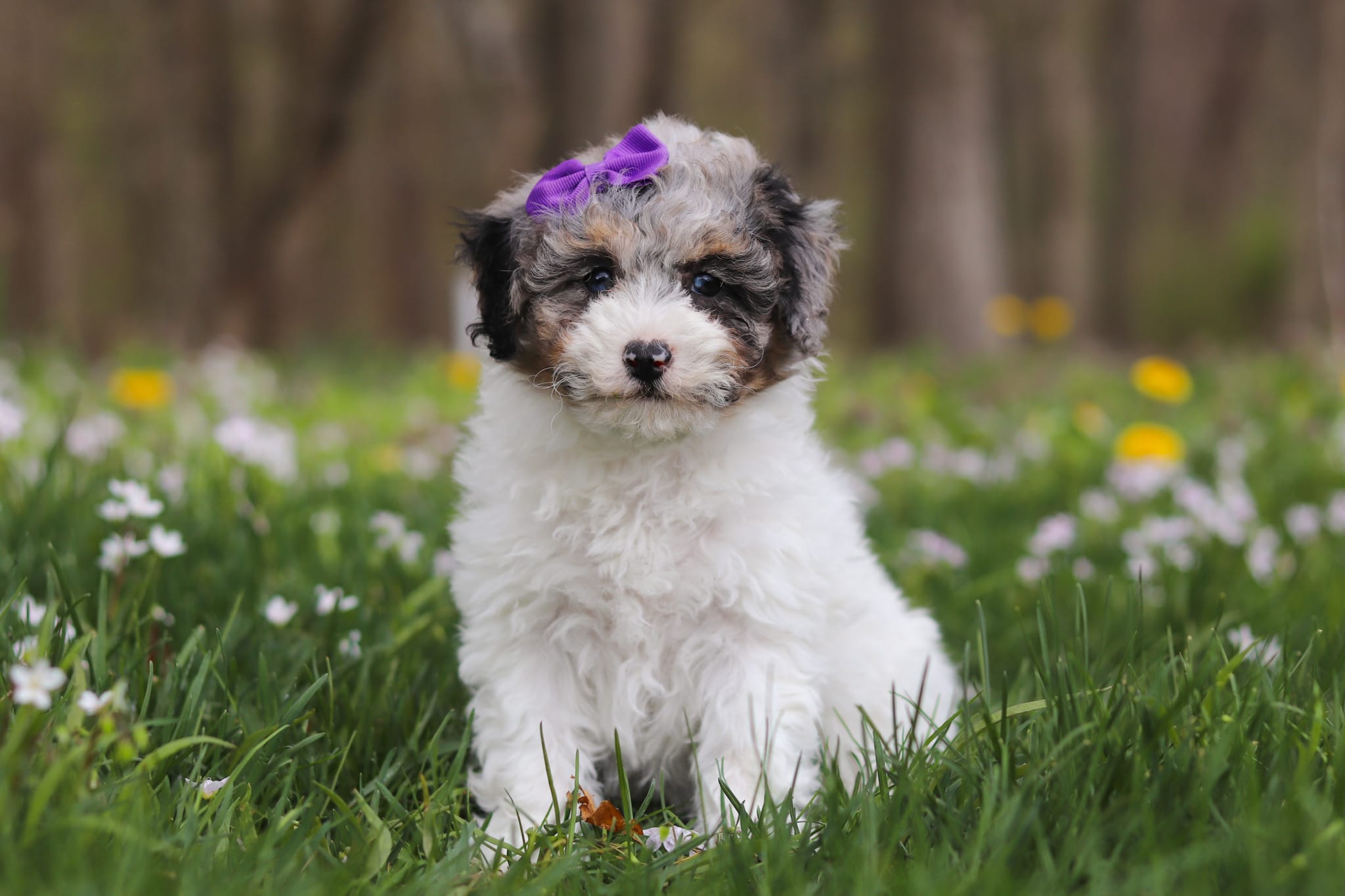 Mindy – Bichpoo puppy for sale in Sugarcreek, OH