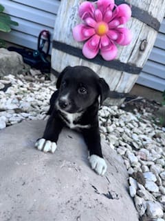 Ace – Pembroke Welsh Corgi puppy for sale in Hopkinsville, KY