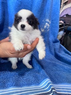 Bandit – Chihuahua puppy for sale in Hopkinsville, KY