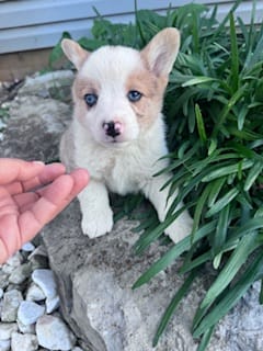 Rex – Pembroke Welsh Corgi puppy for sale in Hopkinsville, KY