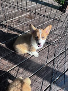 Roscoe  – Pembroke Welsh Corgi puppy for sale in Hopkinsville, KY