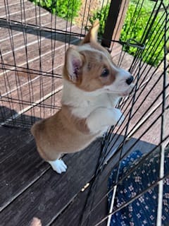 Ki ki – Pembroke Welsh Corgi puppy for sale in Hopkinsville, KY