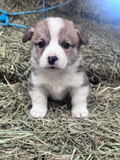 Foxy – Pembroke Welsh Corgi puppy for sale in Hopkinsville, KY