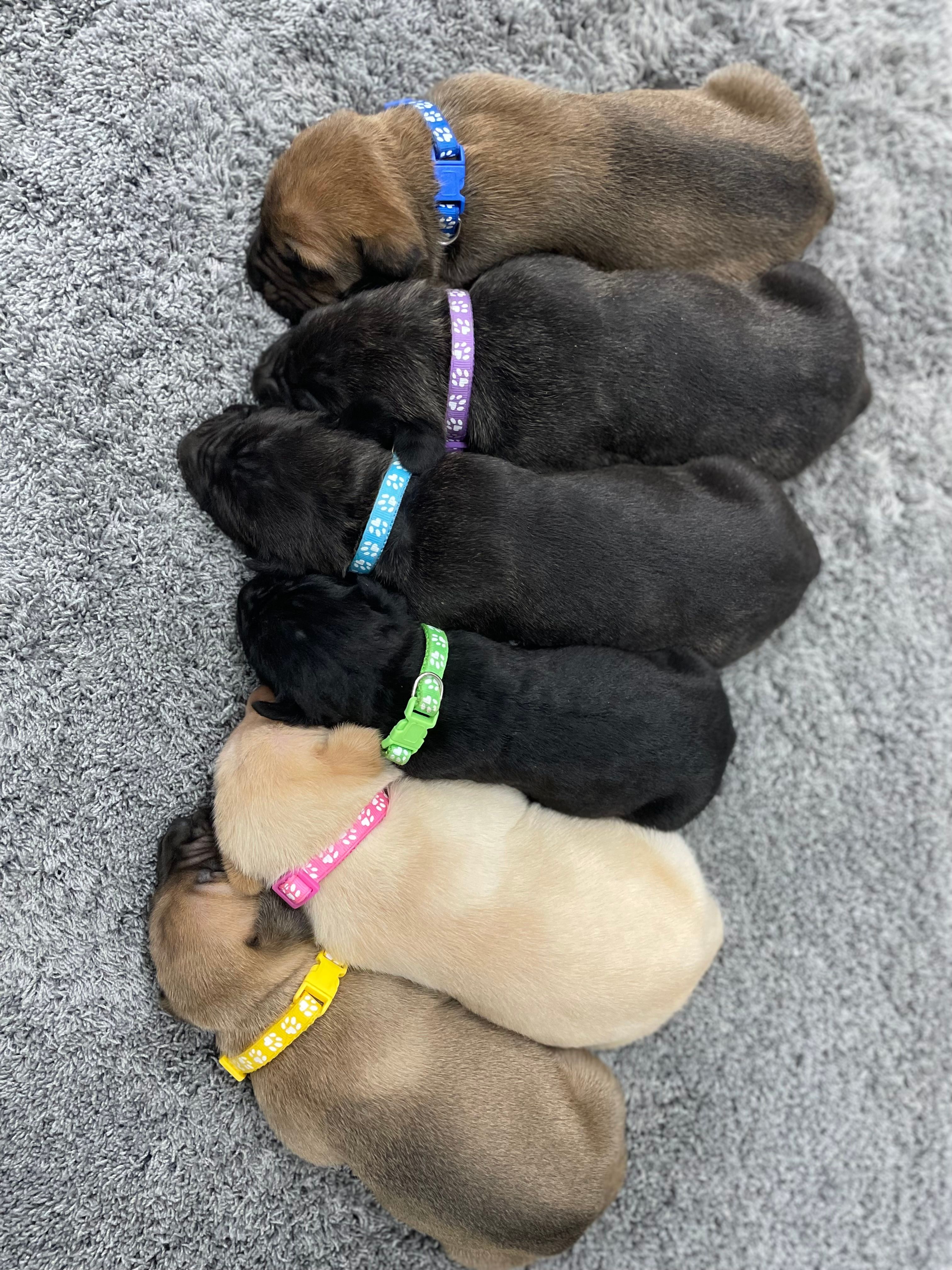 Blue Collar Fawn Female – Cane Corso puppy for sale in Bladenboro, NC